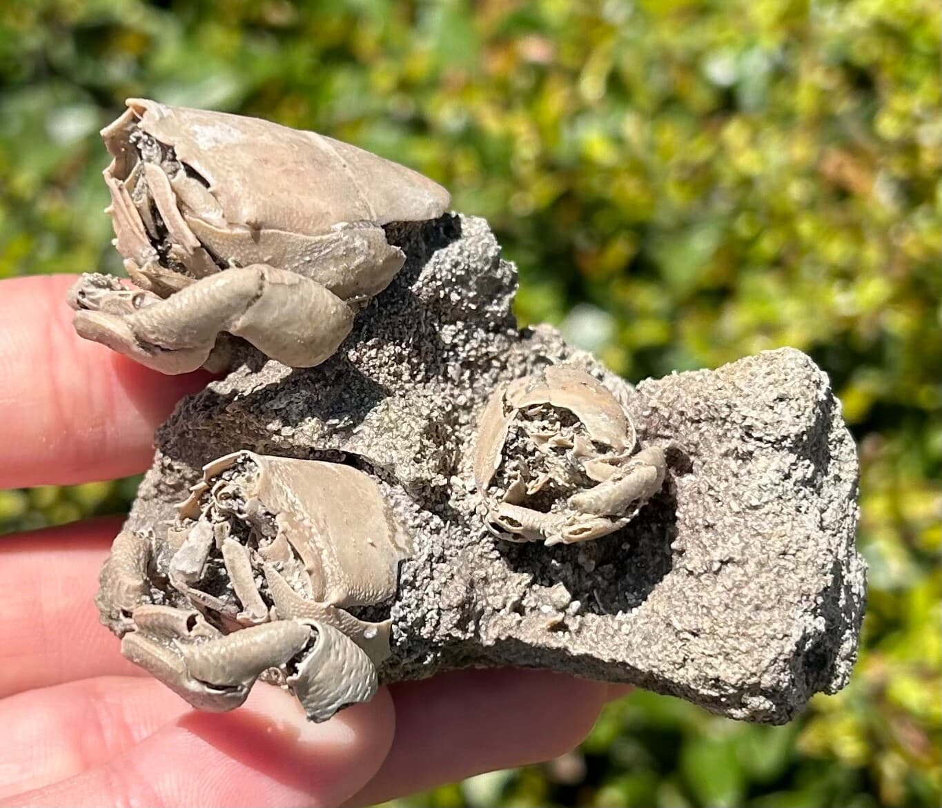 TRIPLE Florida Fossil Crabs in Matrix Ranilia muriceta Pliocene Crustacean Rare 5