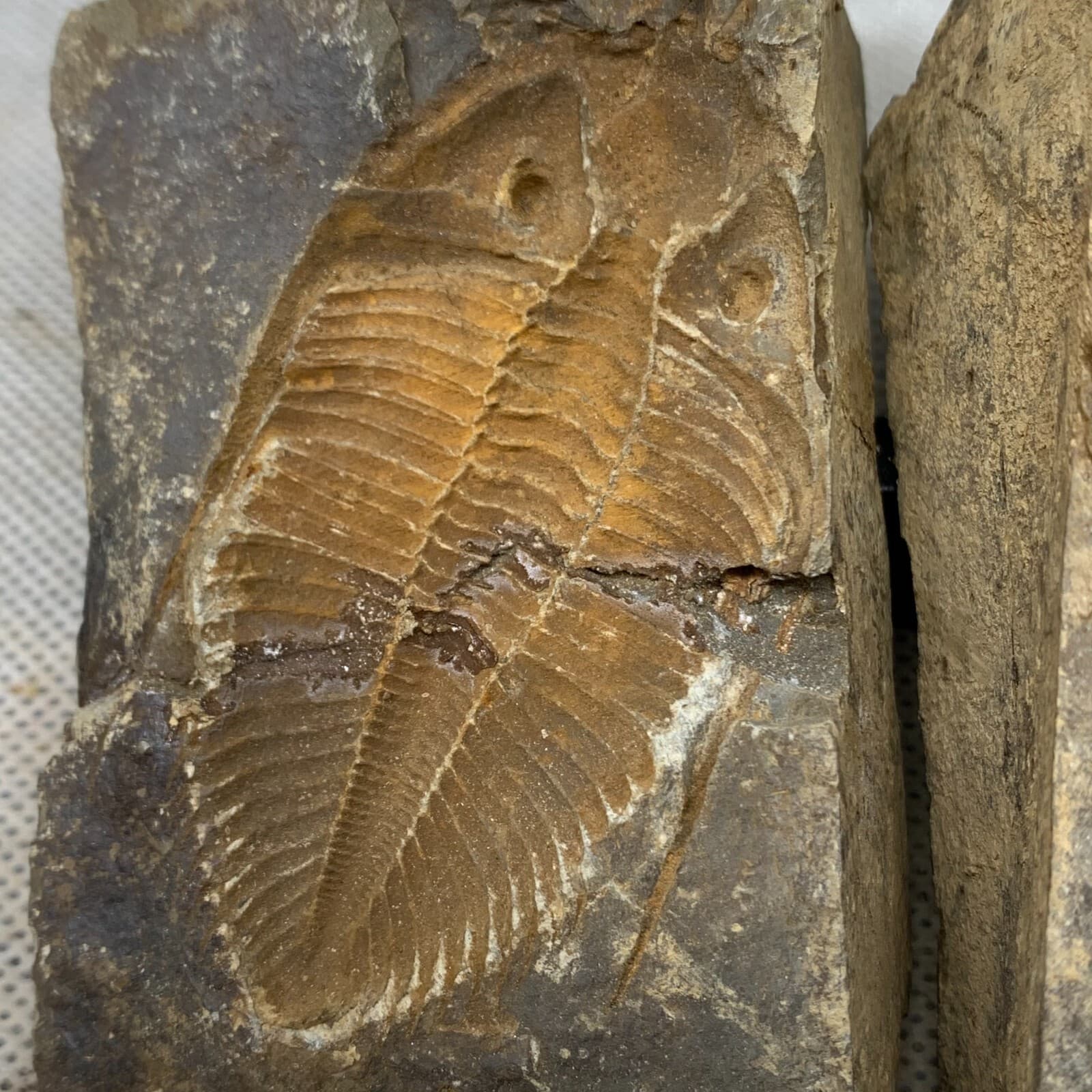 A pair of exquisite Hunan Xiangxi trilobite fossils 2