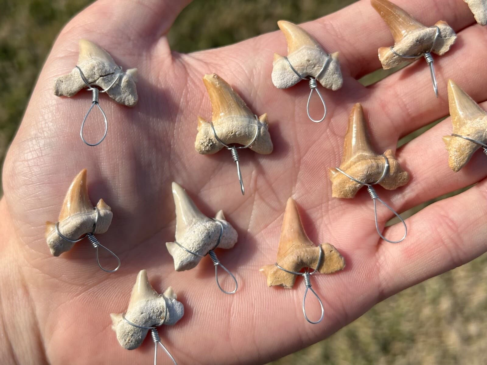Fossil Sharks Teeth Wire Wrapped 10 PER PURCHASE Morocco Shark Tooth Cretaceous 3