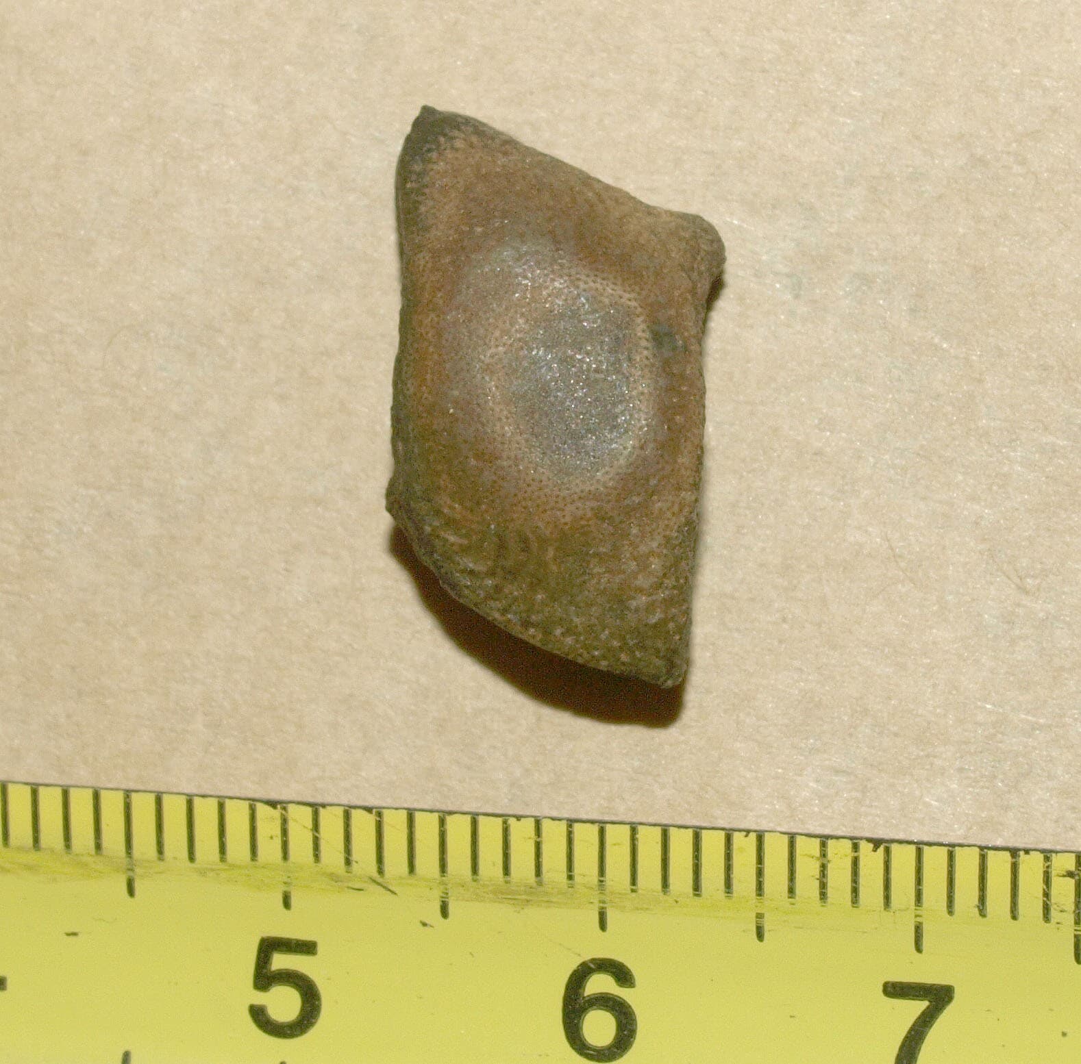 Asteracanthus sp.- RARE Hauterivian shark tooth from uncommon locality of Crimea 3