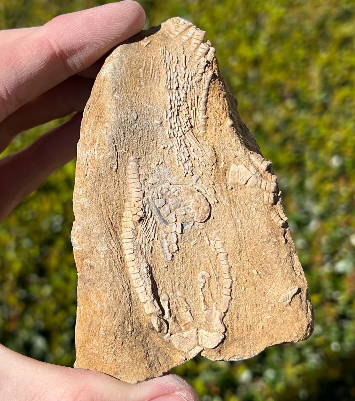 Alabama Fossil Crinoid in Matrix Aphelecrinus Bangor Limestone Fm Echinoderm 5