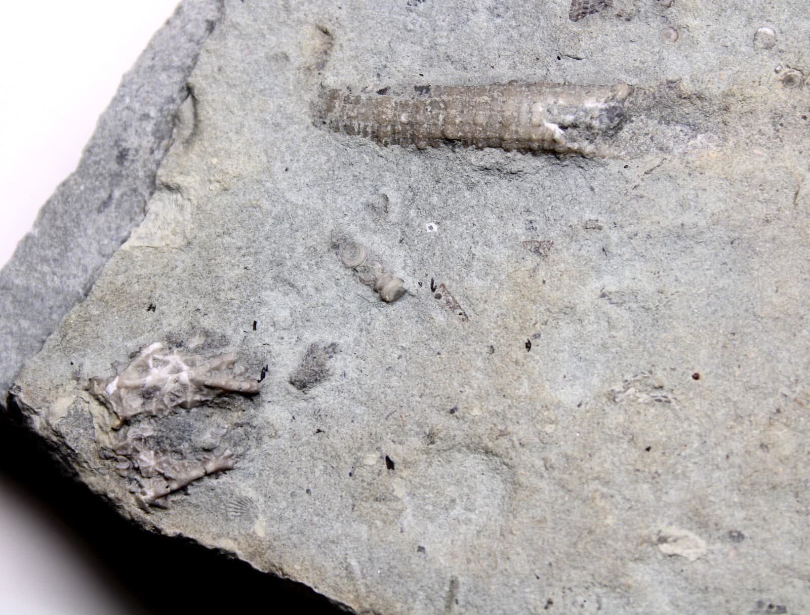 Glyptocrinus decadactylus Crinoids & Scolecodonts KY Ordovician Fossils 5