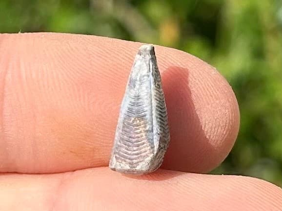 Fossil Conularid Conularia Texas Pennsylvanian Age Grahm Formation 3