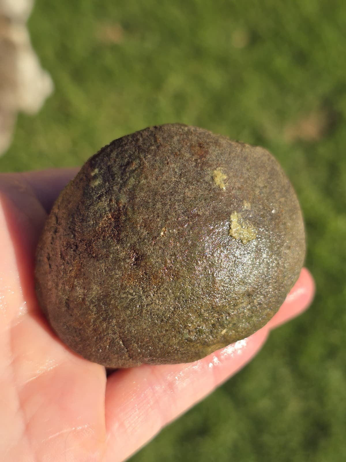 Huge Convex End Of Mosasaur Cervical Vertebrae TX Fossil Mosasaurus  2