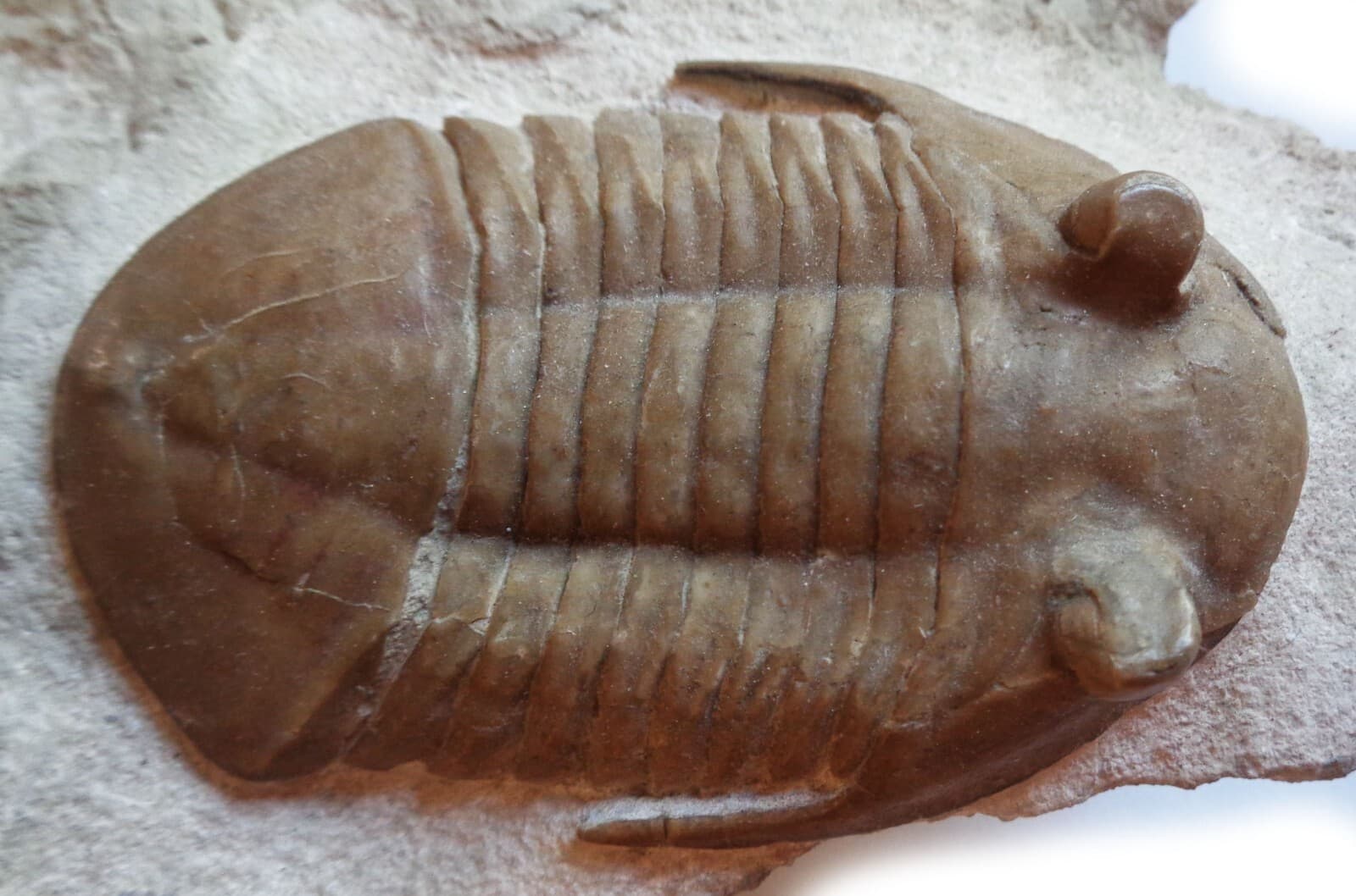 Trilobite SUBASAPHUS LONGISPINUS, Middle Ordovician, 460 ma, S-Petersburg,Russia 5