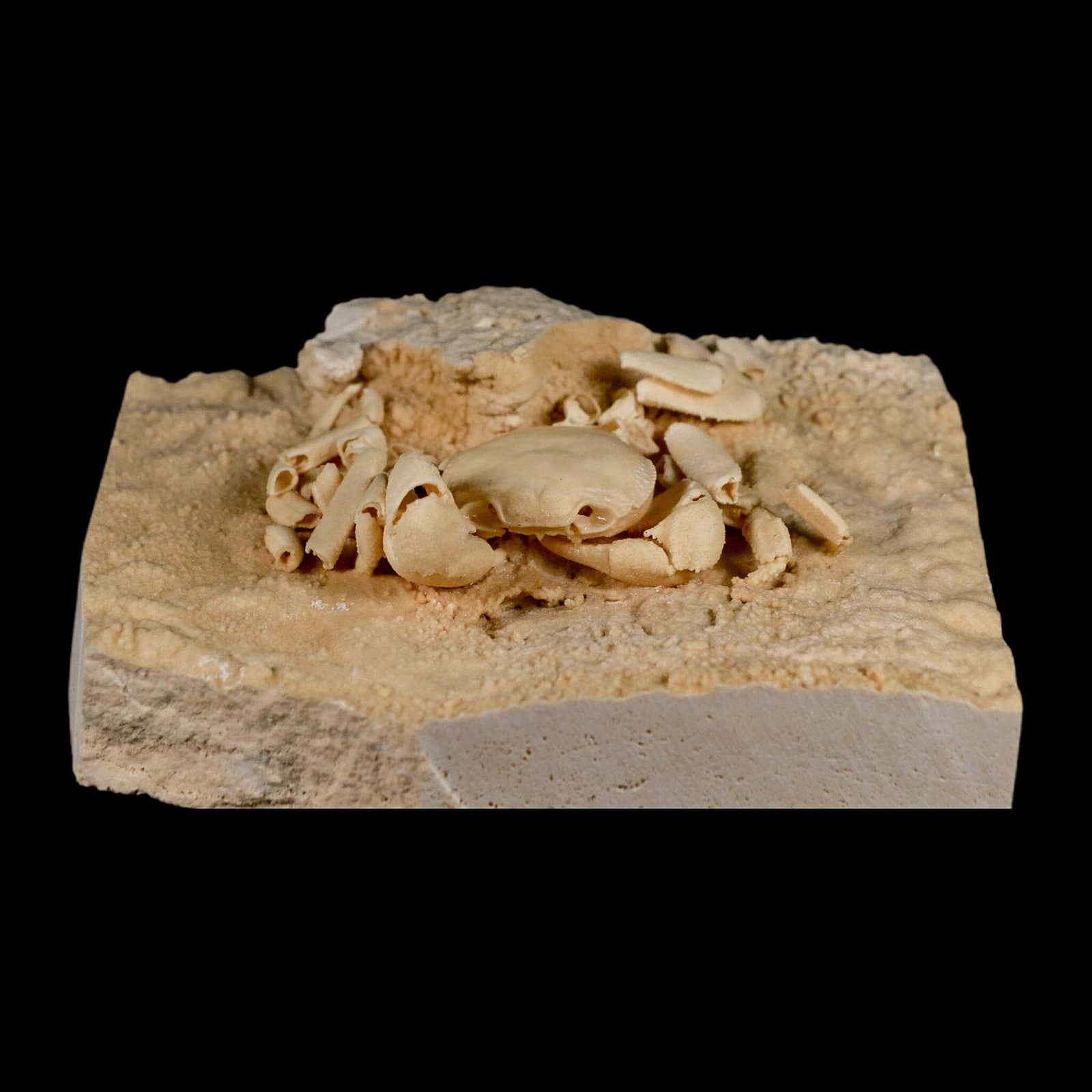3.3" Potaman Sp Fossil Freshwater Crab In Travertine Denizli Basin Southwest 5