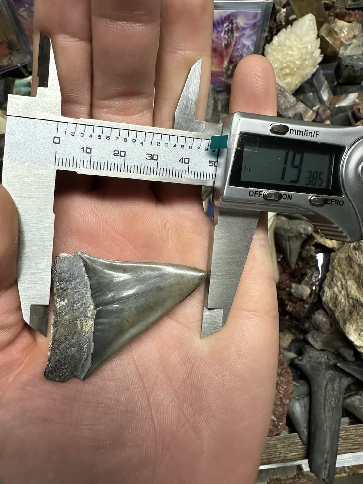 2.2” CARCHARODON MAKO TOOTH HASTALIS MEGALODON ERA South Carolina WHITE SHARK 5