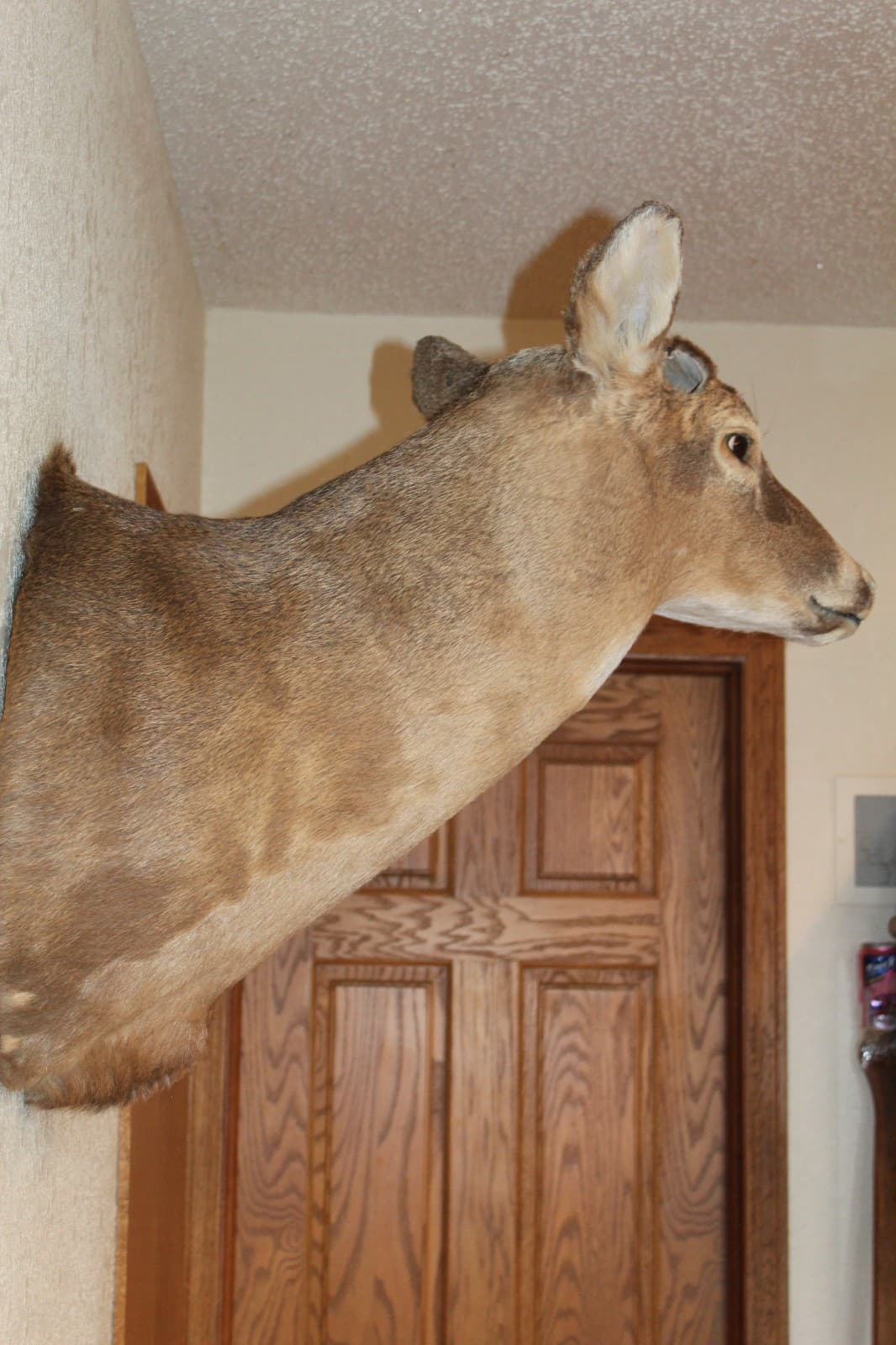 Whitetail Deer Head Shoulder Mount Taxidermy Mount Antler Hunt Rack Mule Hide 6