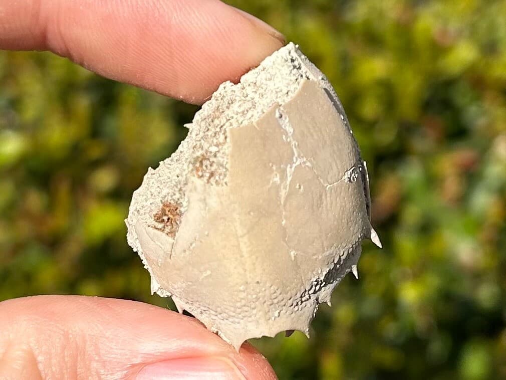 Fossil Crab Ranilia muriceta Florida Pliocene Crustacean Intracoastal Formation 2