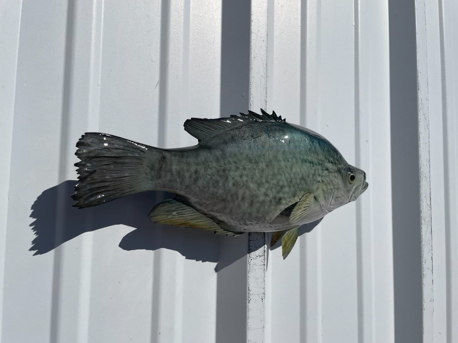 15" Crappie Two Sided Fish Mount Replica - Quick Production 3