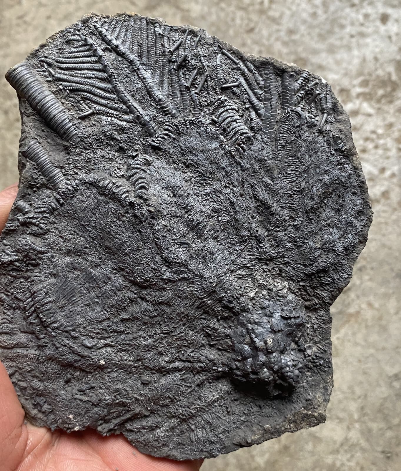 Natural Devonian prehistoric Jurassic biota crinoids Fossils 4