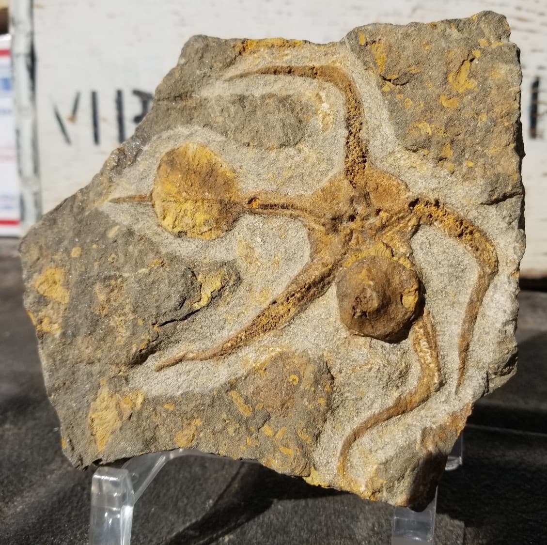 Ordovician Sea Starfish Brittlestar Fossil Morocco Marine Over 400 Mill Yrs Old 5