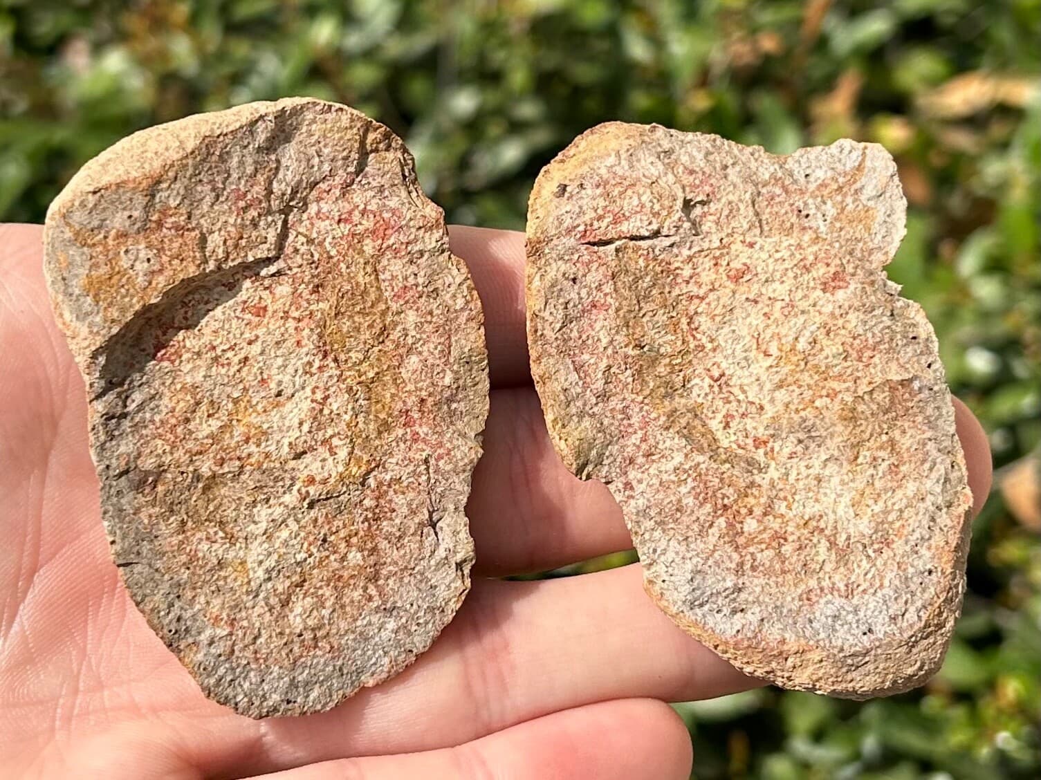 Madagascar Fossil Shrimp Pair Crustacean Triassic Age Rare