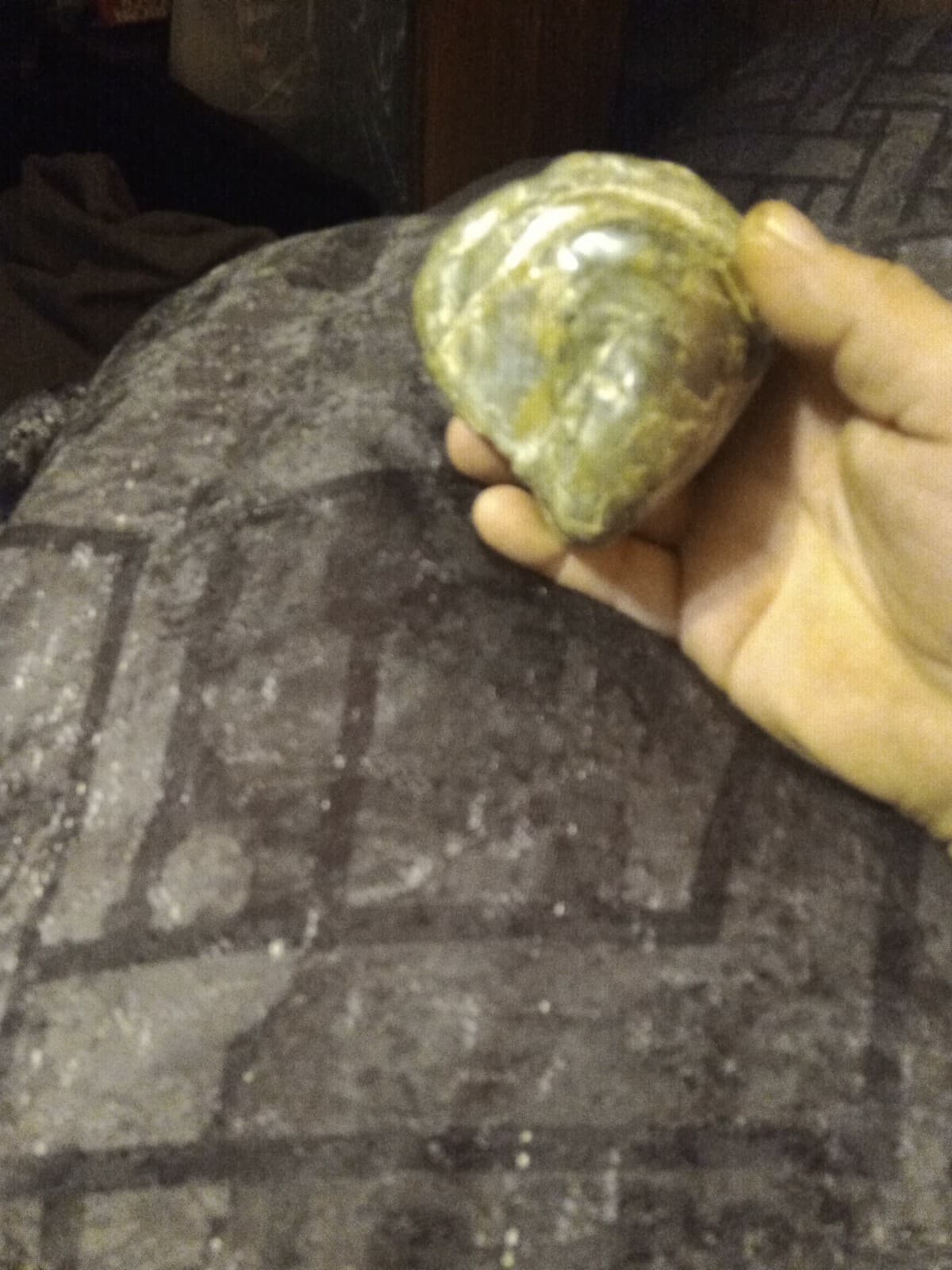 Clam Or Oyster Fossils 3