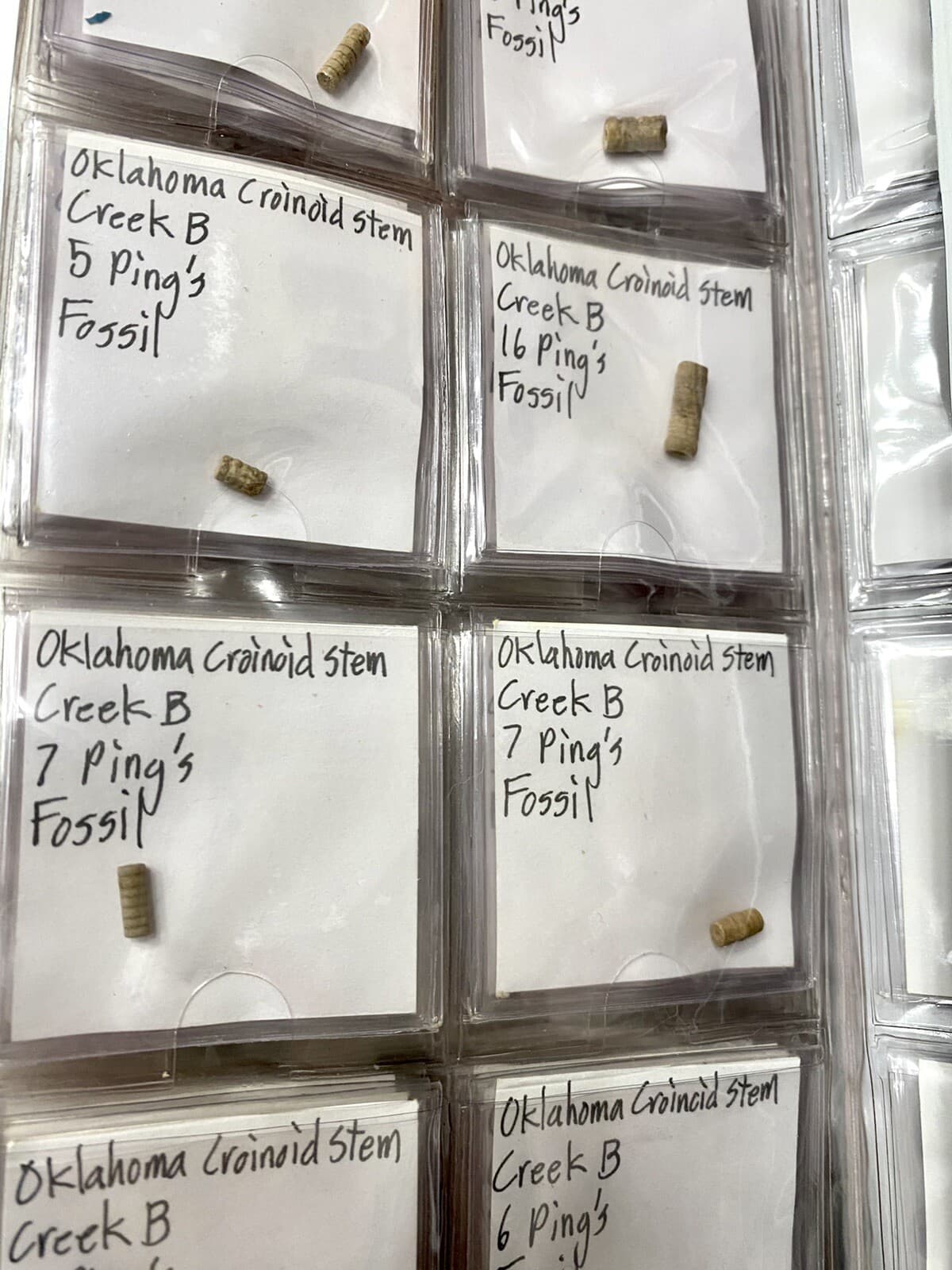 Crinoid Fossil Stem Collection, Oklahoma - Well Organized 2