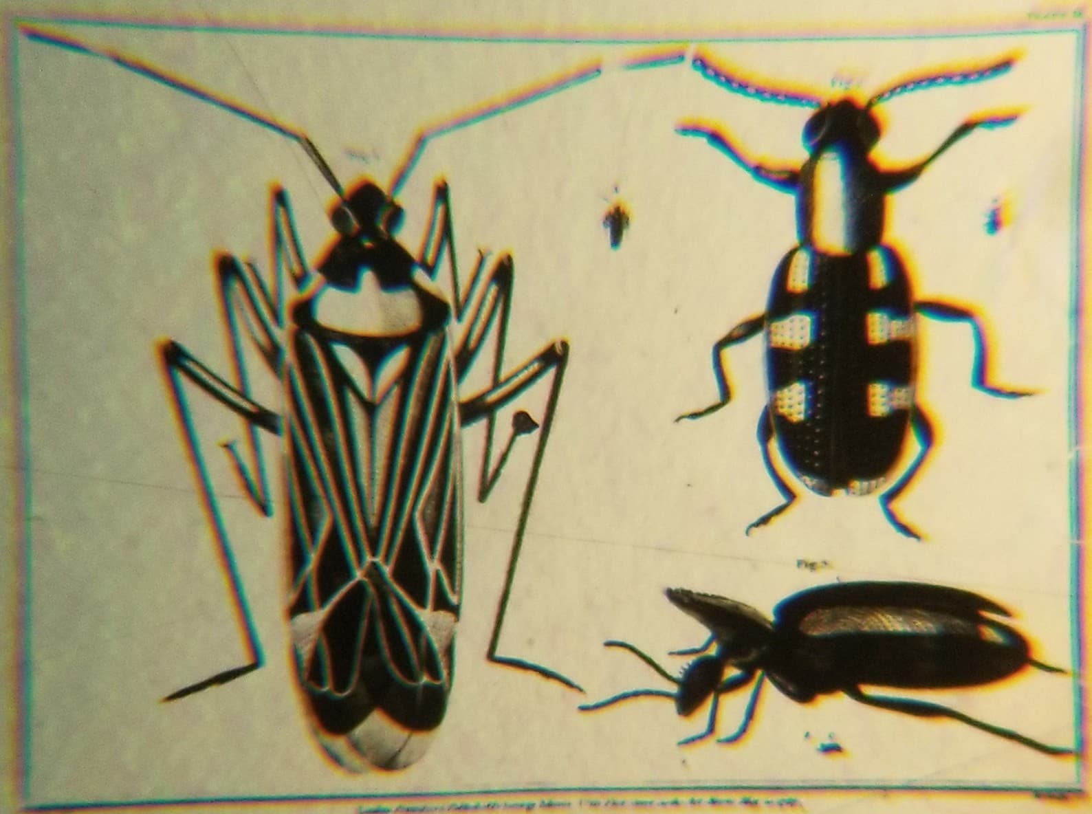 Three Insects Geo. Adams 1798 Microphotograph Microscope Slide