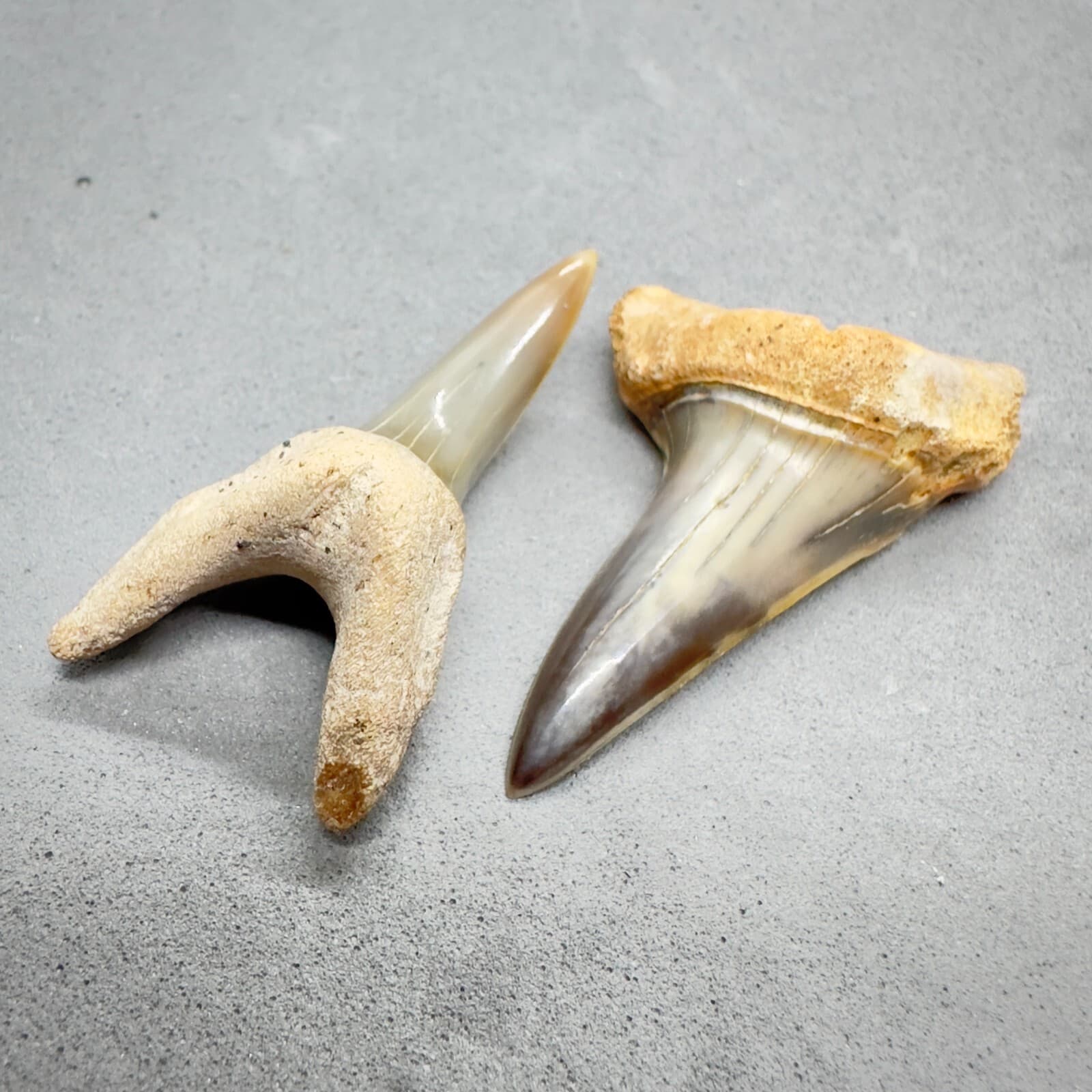 High Quality Pair 1.73" and 1.53" Fossil Shortfin Mako Teeth-I. oxyrinchus Chile 4