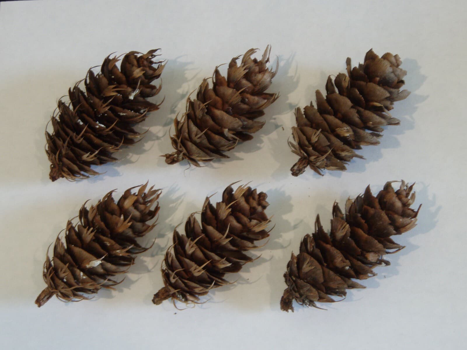 Douglas Fir Cones (12 pcs) - USA Cones For Crafts