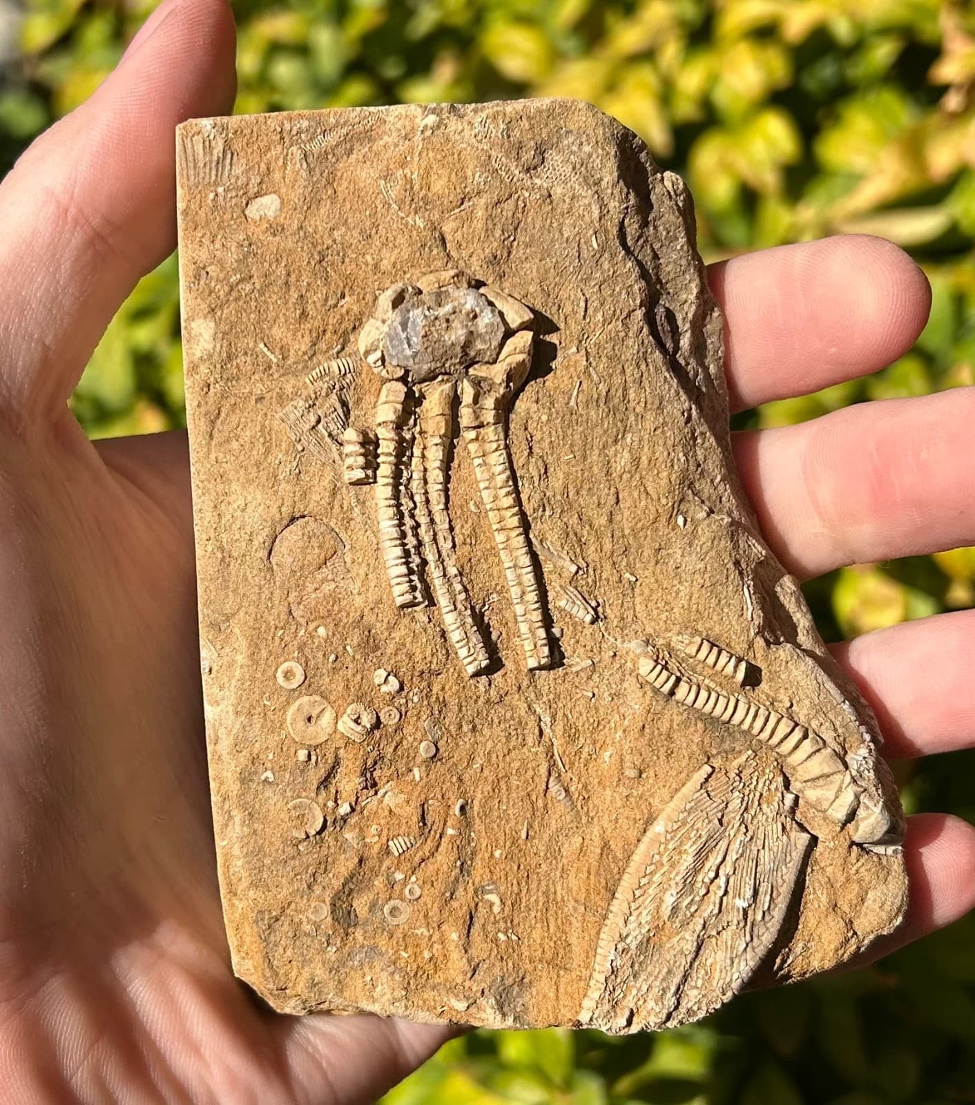 TRIPLE Fossil Crinoids in Matrix Phanocrinus Alabama Bangor Formation 3