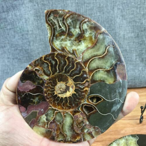 top! Natural ammonite fossil conch Crystal specimen healing+stand 1PC 200g+ 6