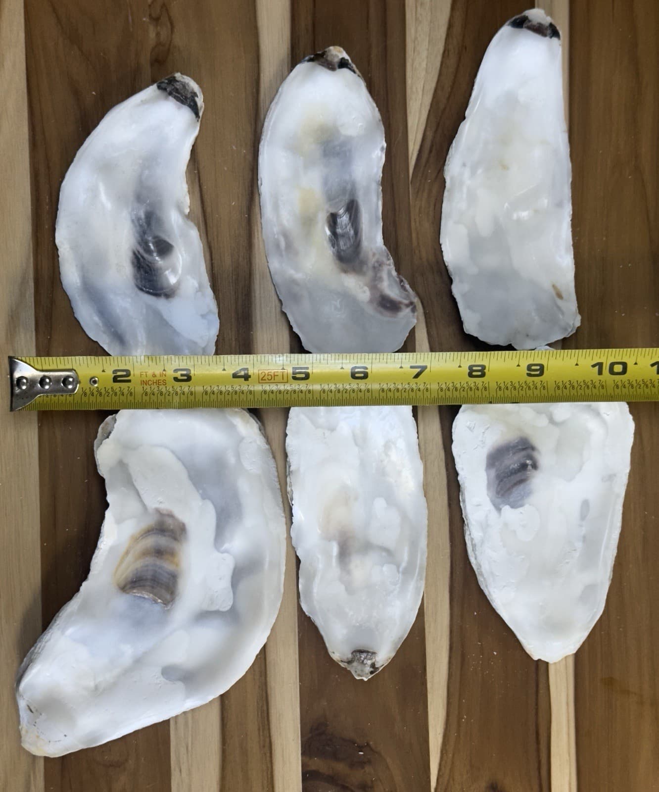 35-40 Oyster Shells Flat Side 5” To 6.5” Bulk Clean No Smell Art Crafts 3