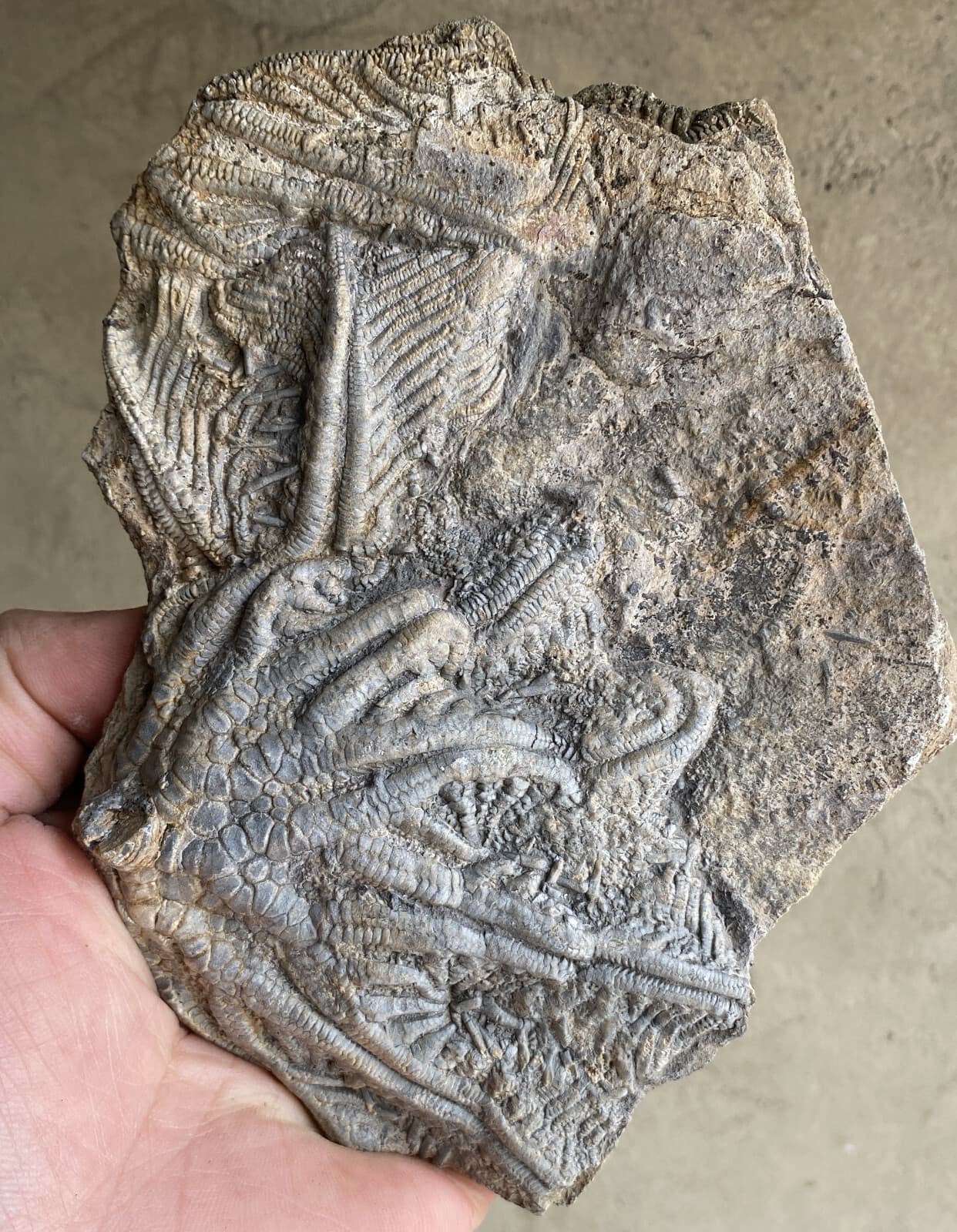 Natural Devonian prehistoric Jurassic biota crinoids Fossils 4