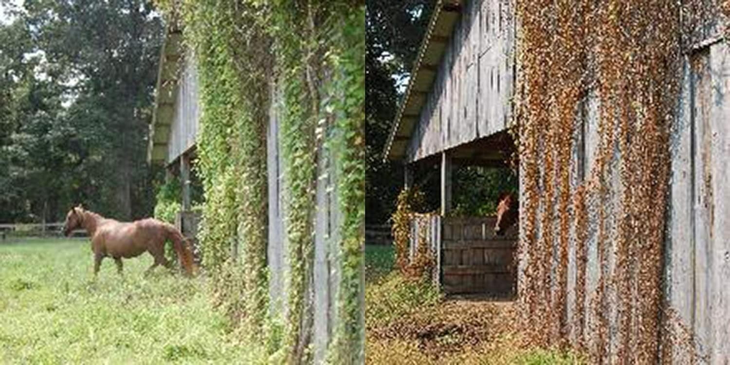 RM43 43 Percent Glyphosate Plus Weed Preventer Total Vegetation Control 1-Gallon 6