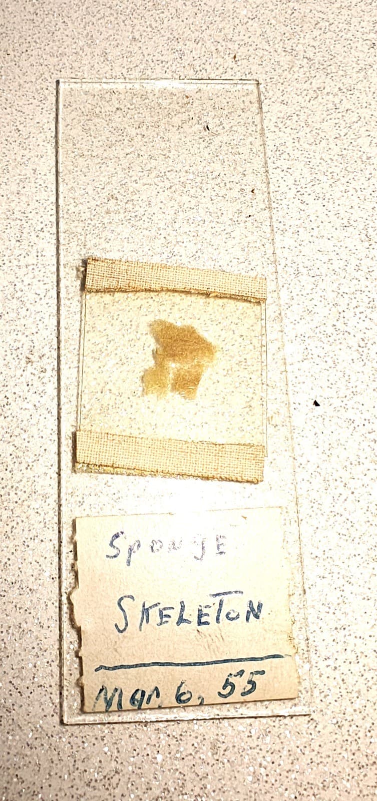 Antique Bausch & Lomb Early 19th Century Brass Junior Telescope W/ Slides.  2