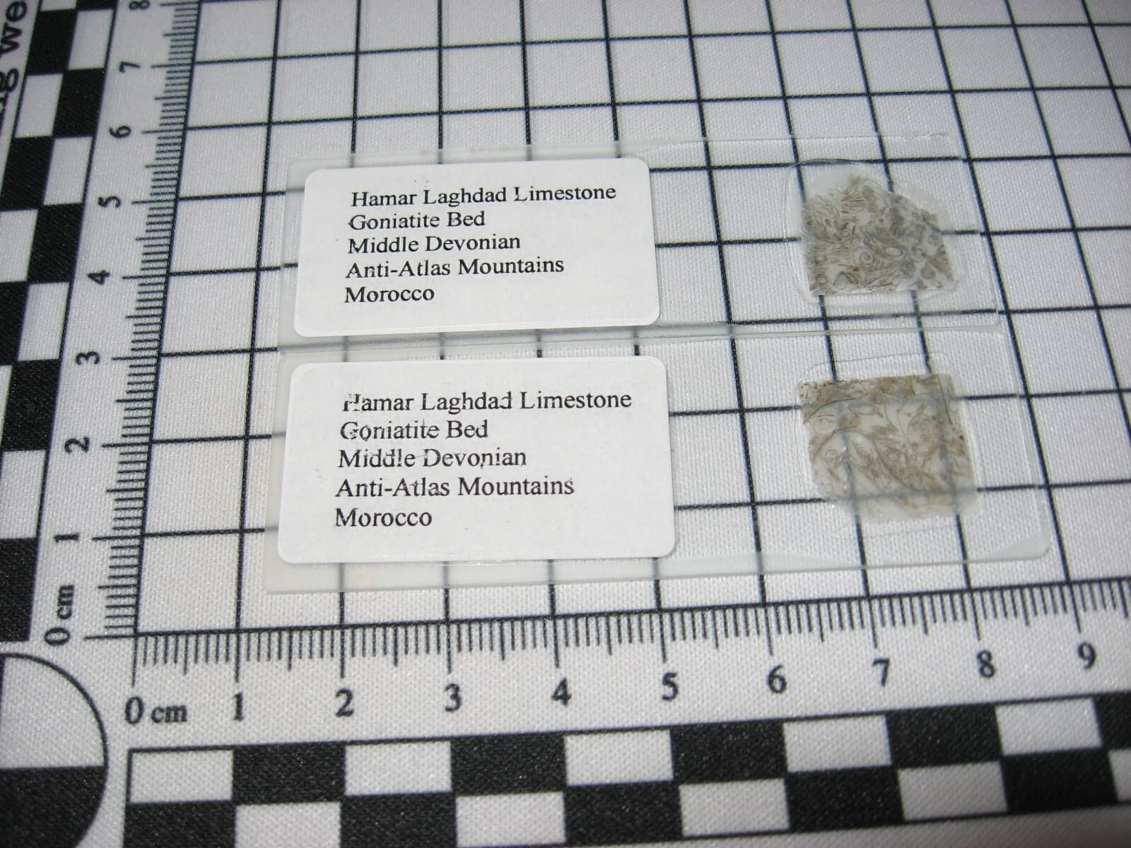 Fossil thin section Devonian Goniatite ammonite bed Hamar Laghdad Morocco 1/bid 2