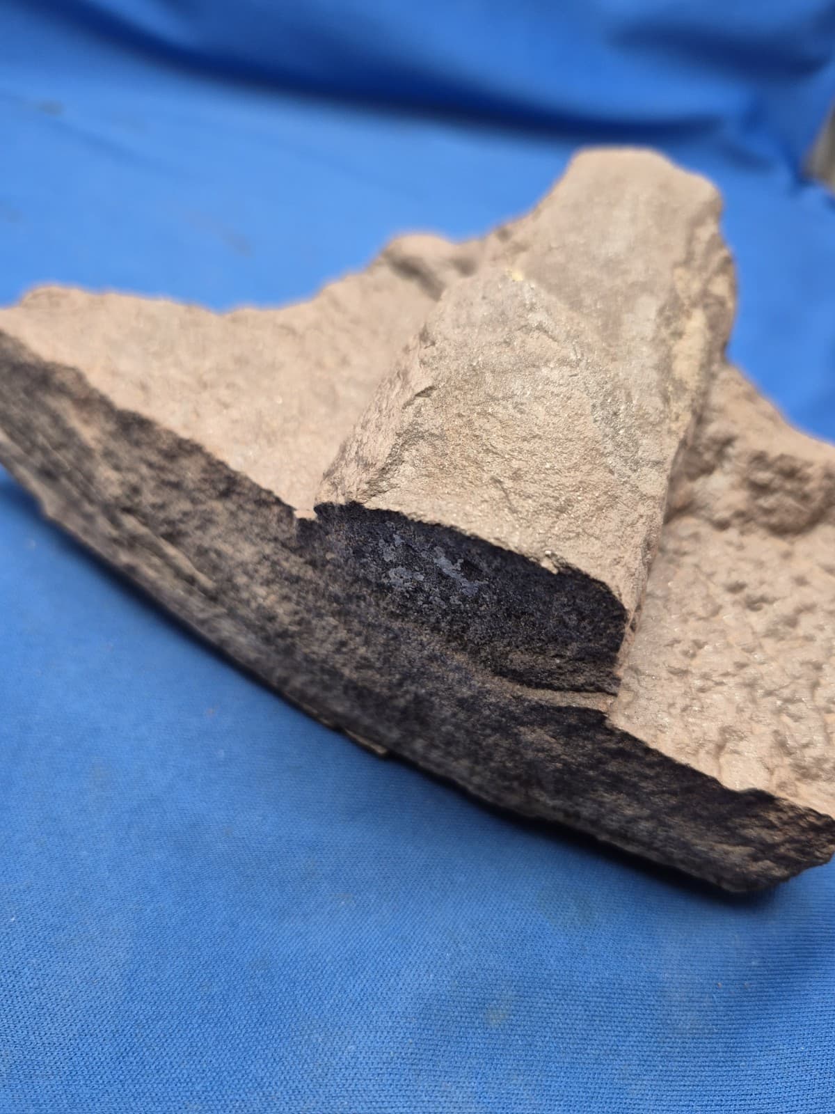 RARE Sponge-like Animal Fossils 5