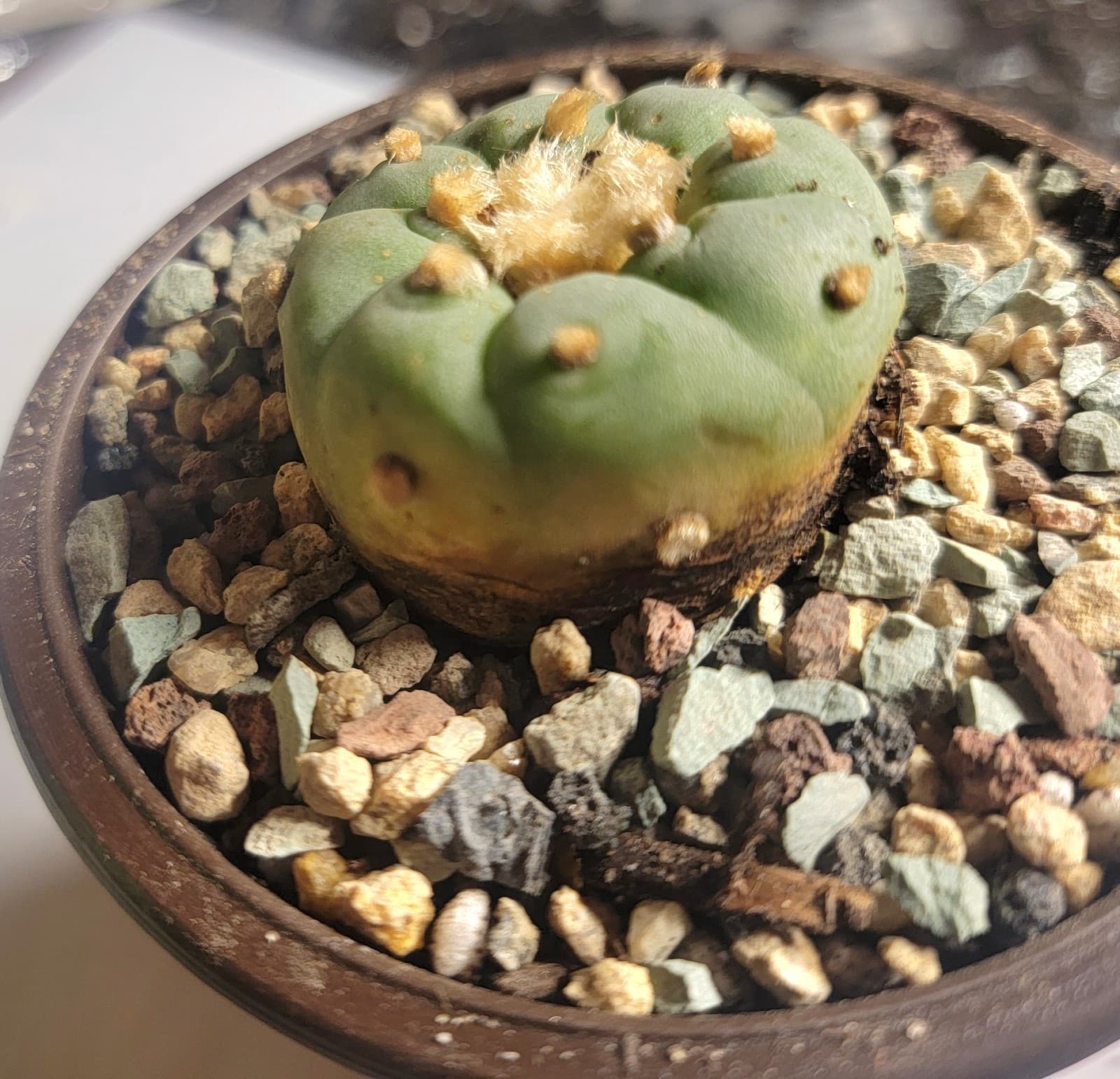 RARE Loph. Fricii Cactus LF Seed Grown Button Cacti Big Roots Flowering Size 2