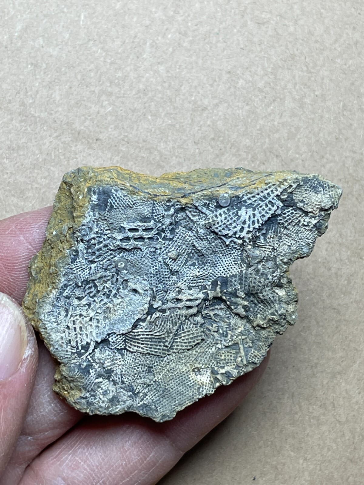 22g Bryozoa specimen from Carboniferous 3
