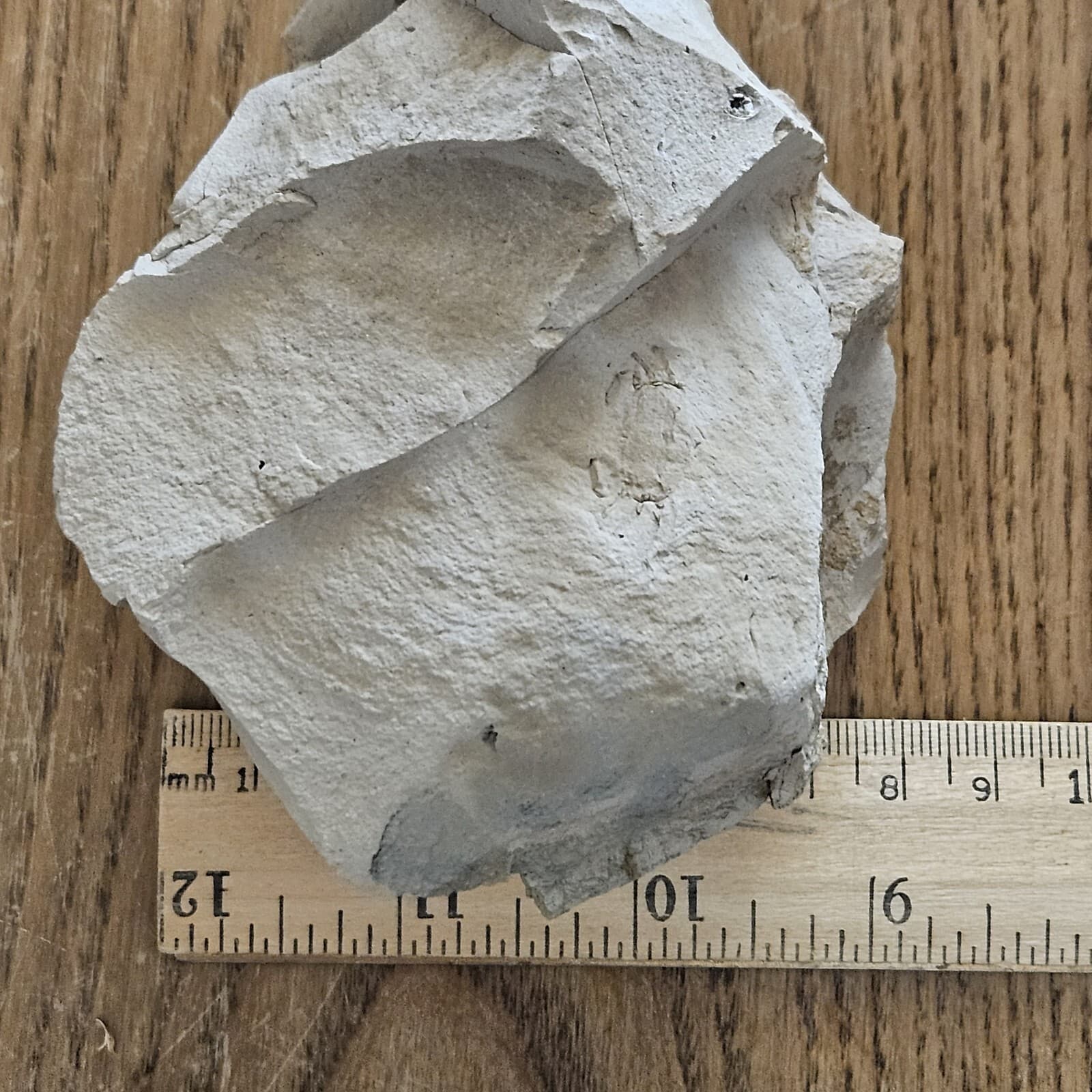 Crab Fossil In Mud Stone 3