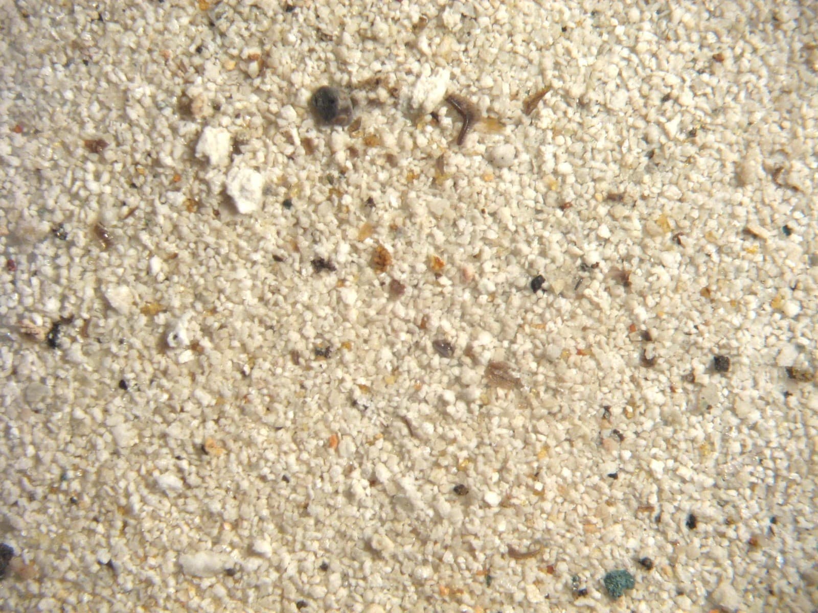 Devonian conodont rich micro fossil sample New Albany Shale excellent specimens 3