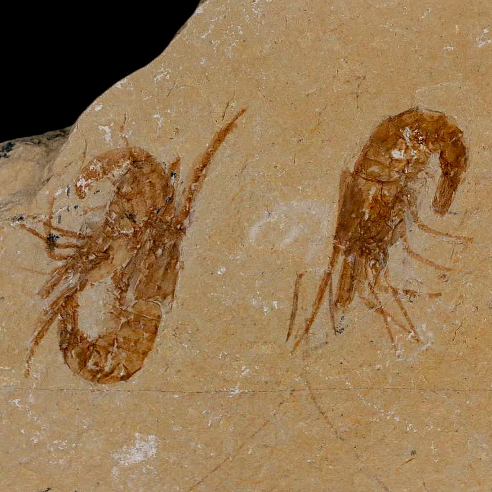 2 Two Fossil Shrimp Carpopenaeus Cretaceous Age 100 Mil Yrs Old Lebanon COA 4