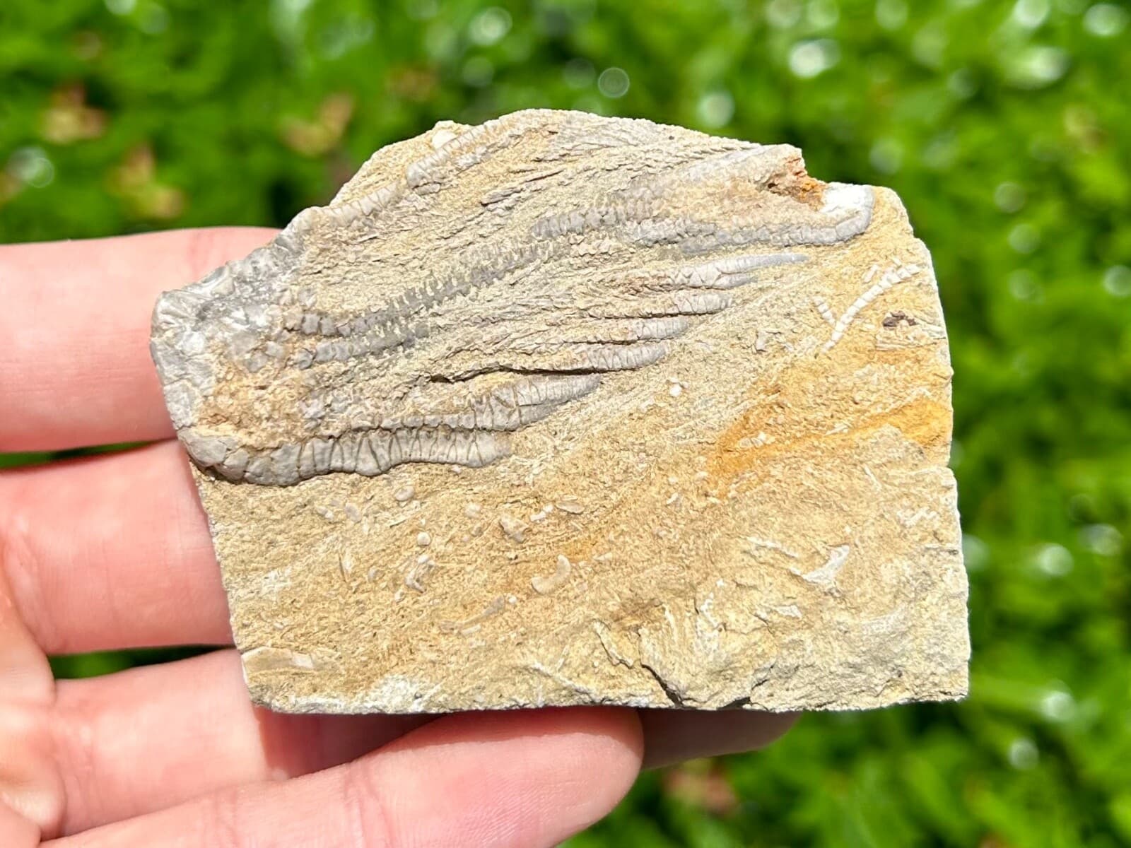 Alabama Fossil Crinoid in Matrix Alcimocrinus Bangor Limestone Formation 3