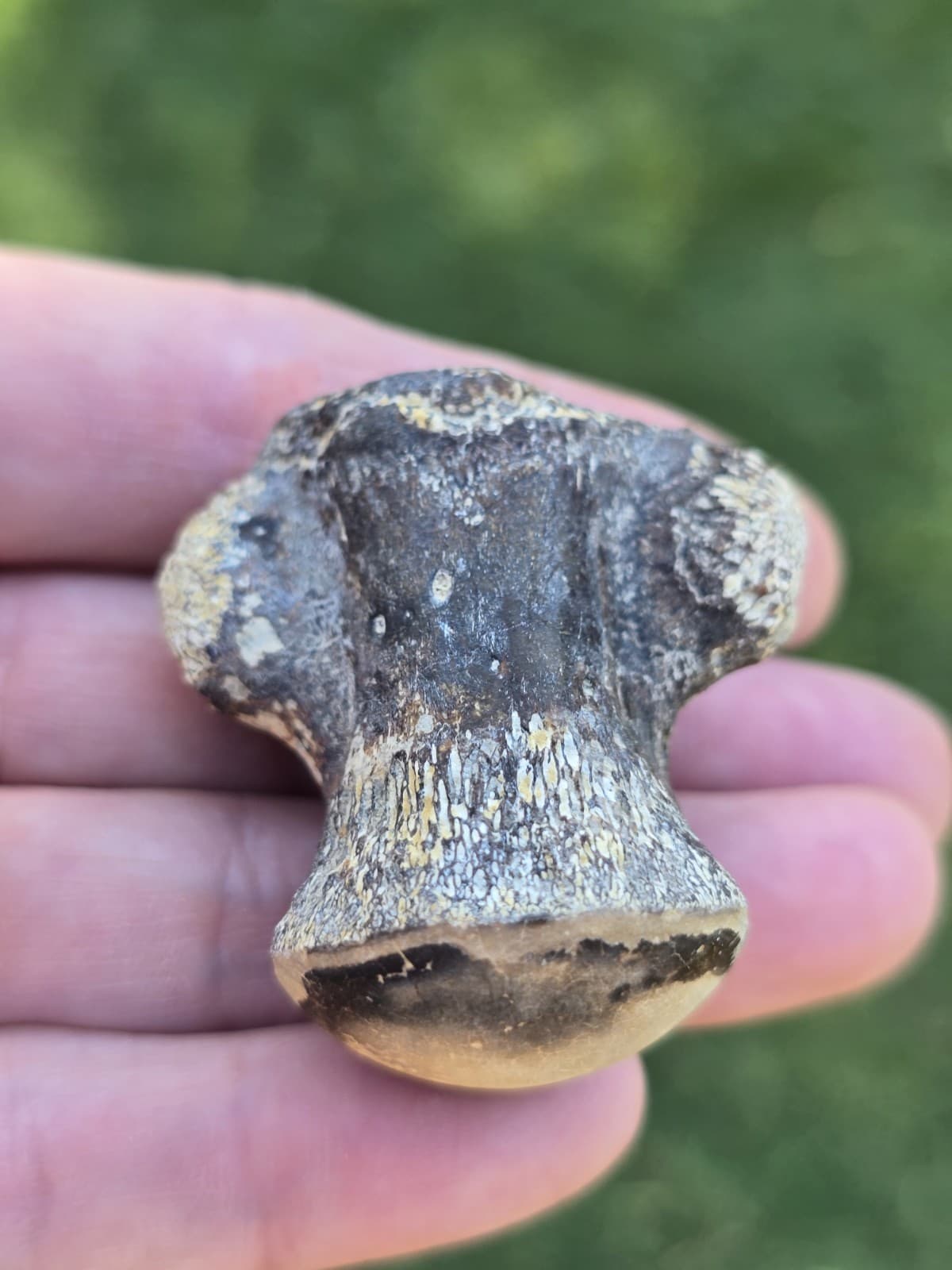 Associated Mosasaur Thoracic Pygal Vertebrae TX Fossil Mosasaurus  4