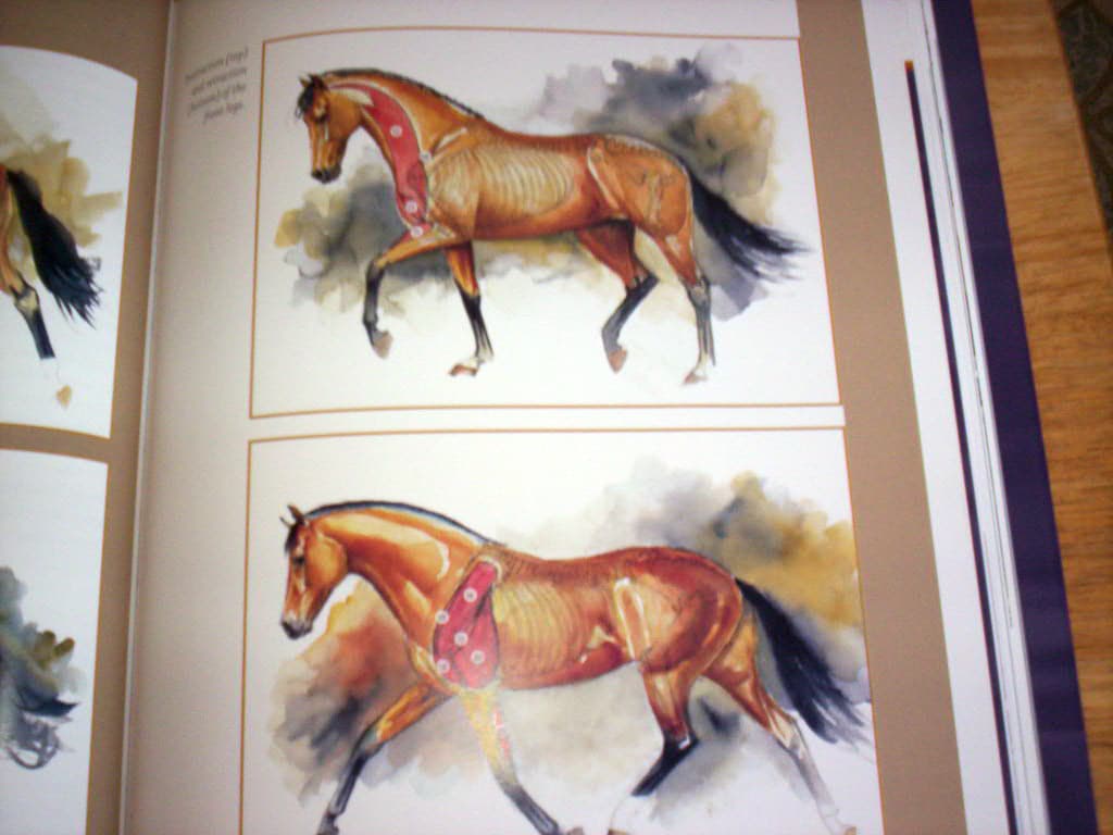 Selecting The Dressage Horse Conformation Movement Temperament 6