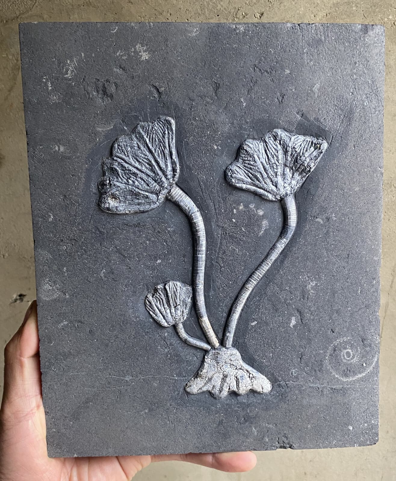 Natural Devonian prehistoric Jurassic biota crinoids Fossils