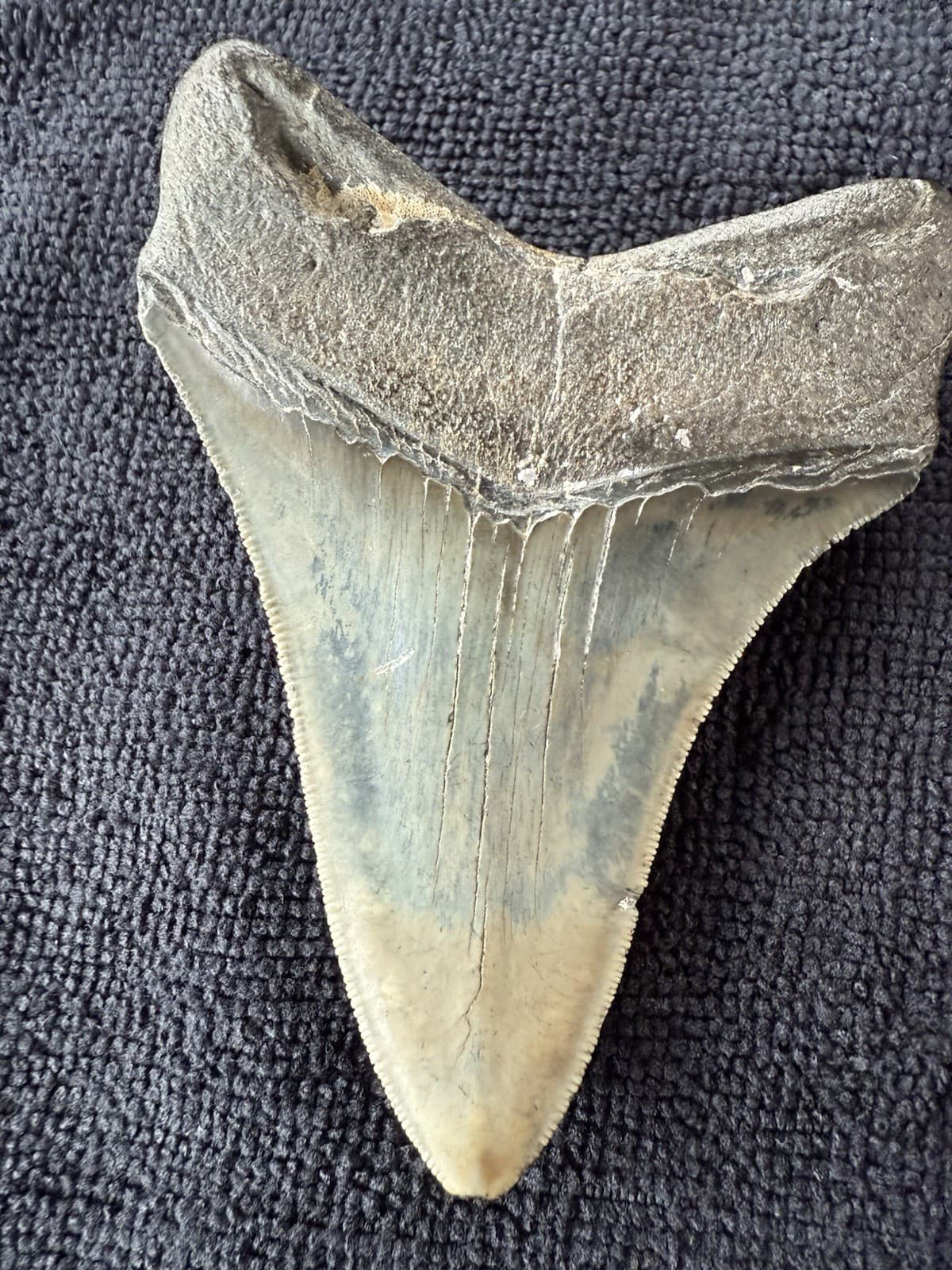 Fossilized Megalodon Shark  Tooth, 4.36” 6