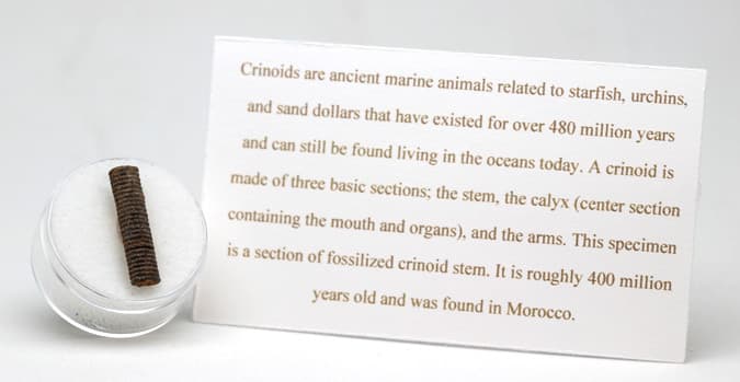 Crinoid Fossil Stem Echinoid Mineral Sea Life Specimen w/ Display Case & ID Card 6