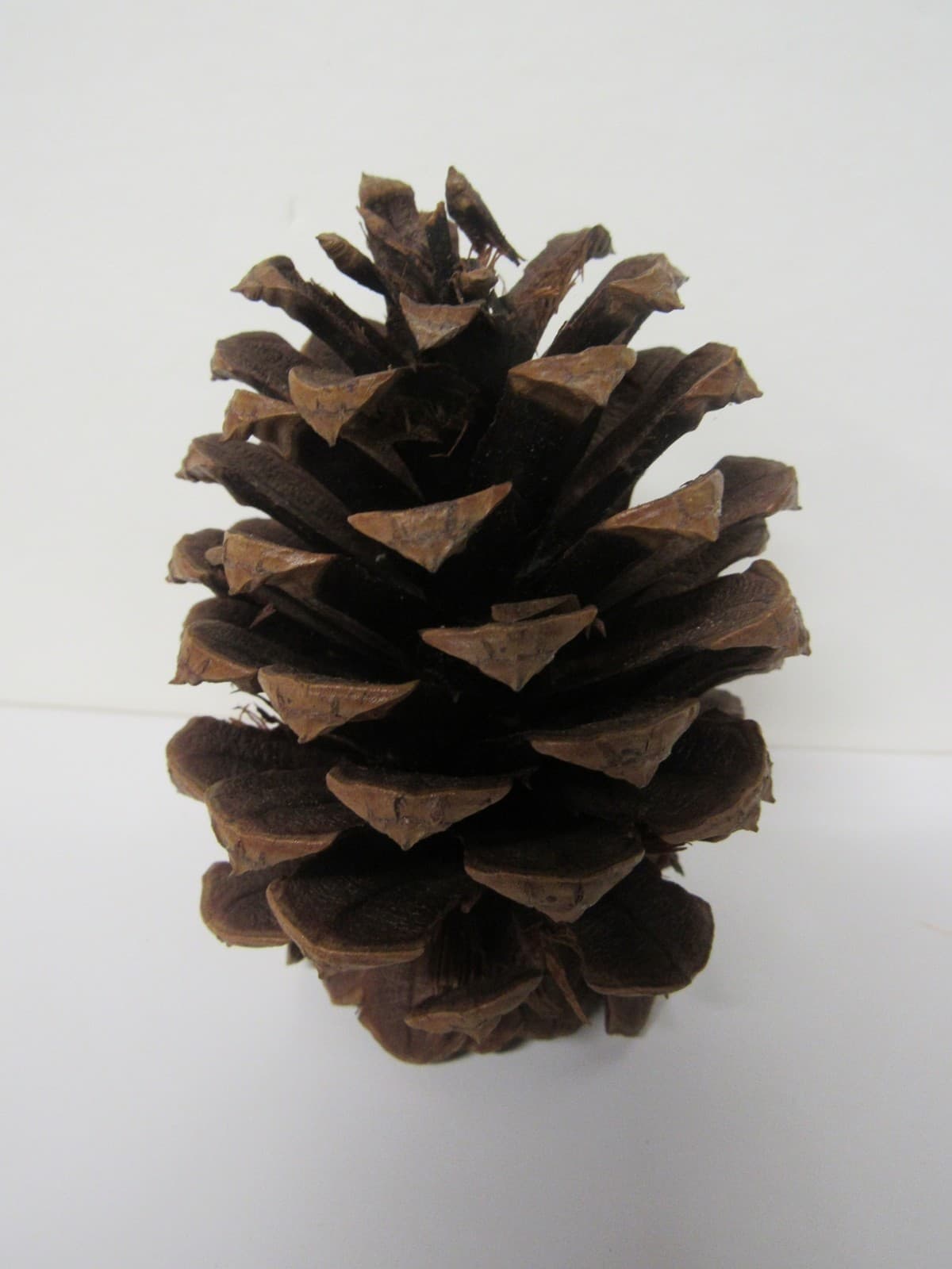 Aromatique Bag Of 9 The Smell Of Tree Pine Cones Free Shipping 2