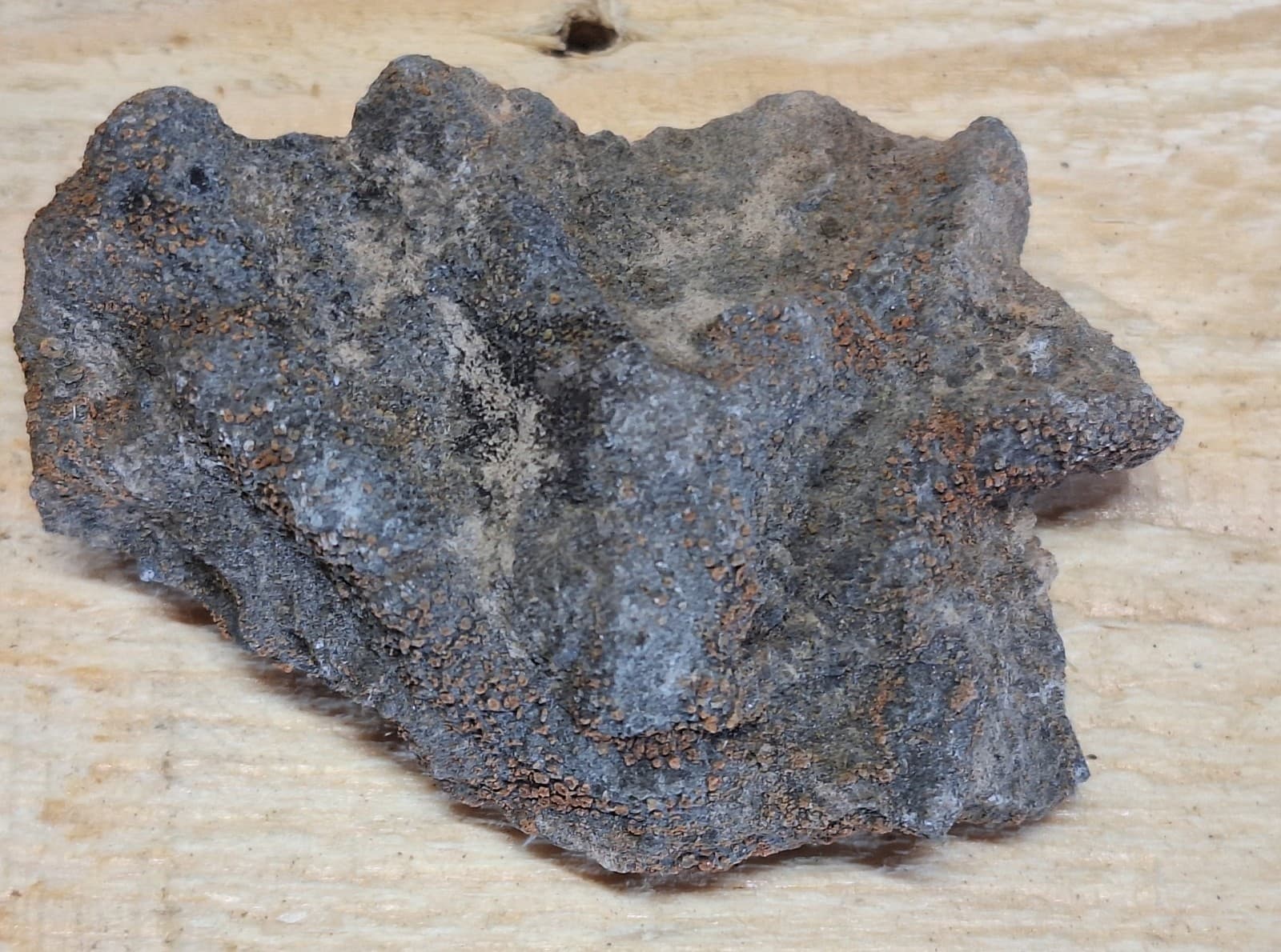 Fossil Favosite Coral In Limestone Devonian Period Michigan