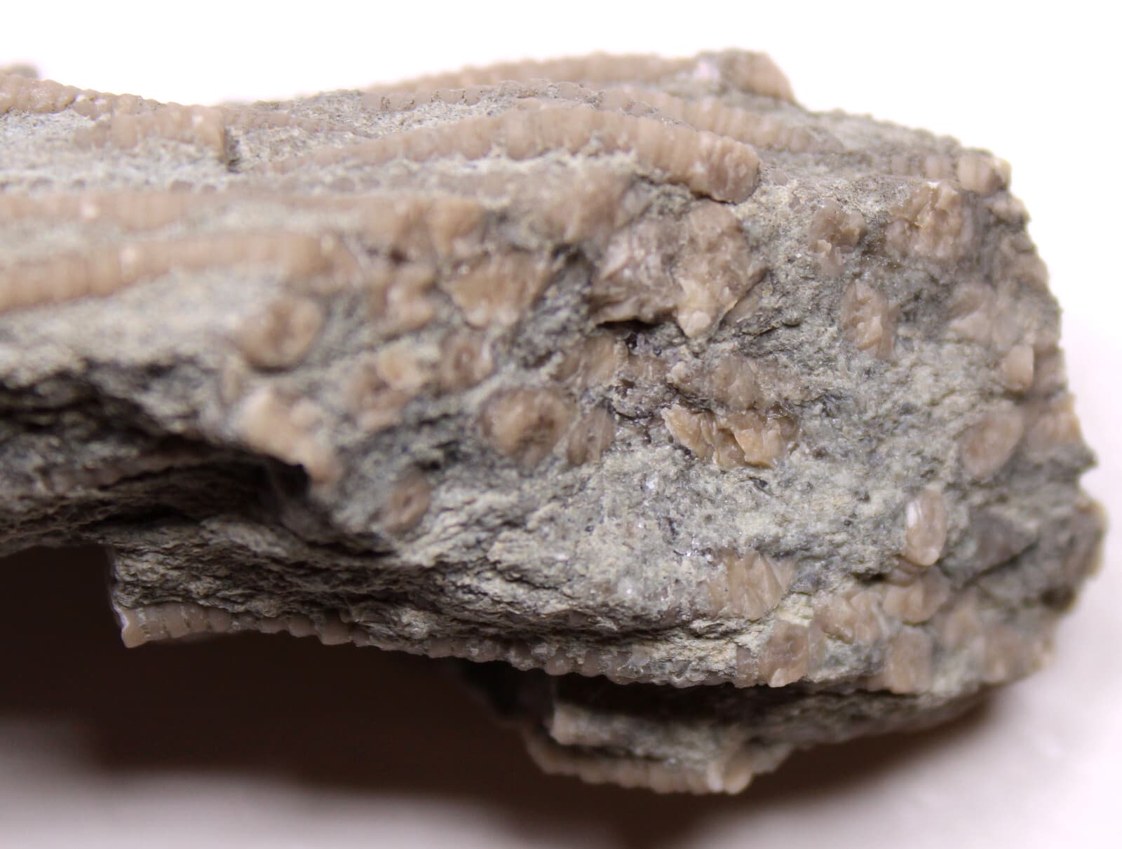 Ectenocrinus Crinoid Stem Log Jam Ordovician Fossils Kope Formation Kentucky 5