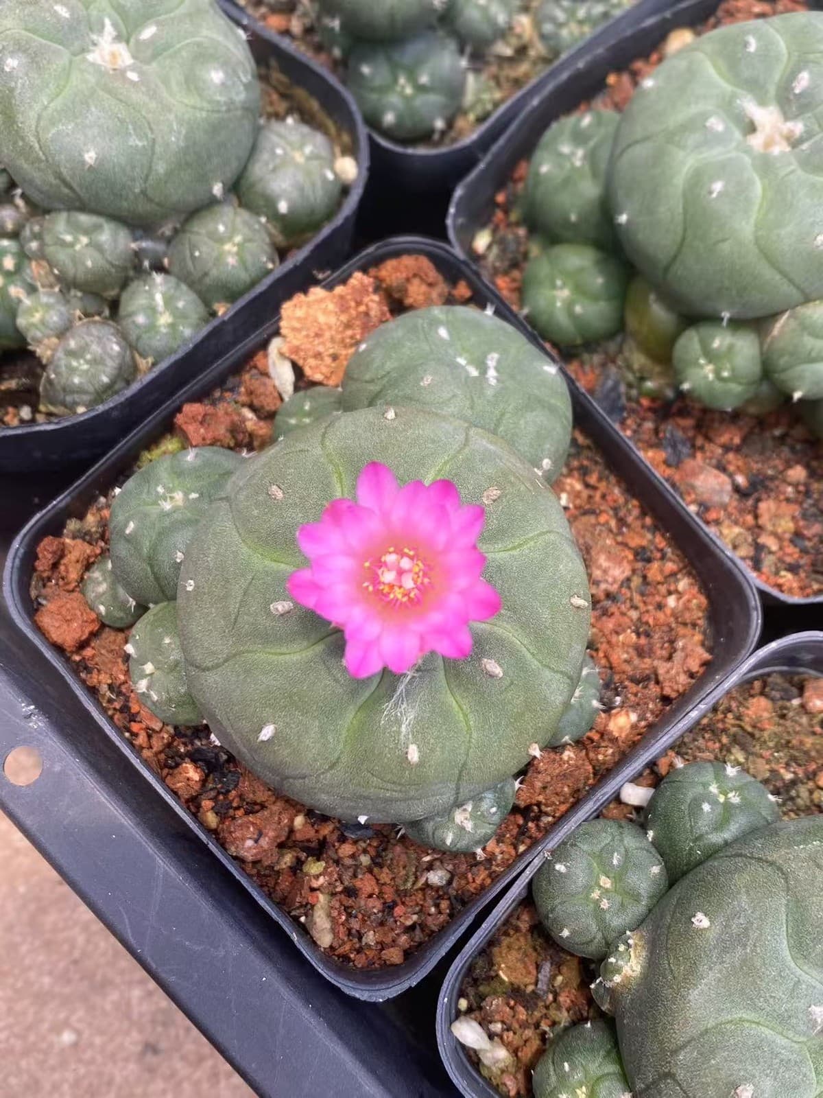 5-6cm Succulent Plant cactus home potted Garden beautiful Plants LW