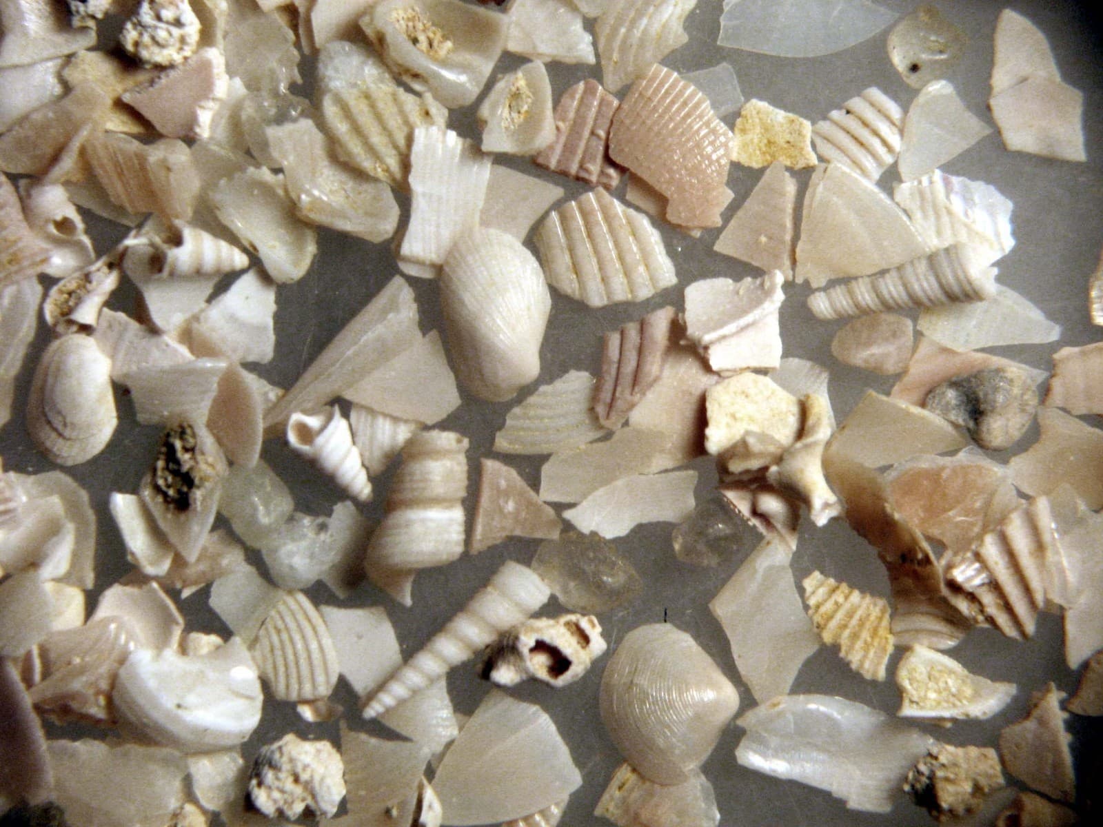 Introduction to Micro fossils teacher kit ~30 students microscope teaching 6