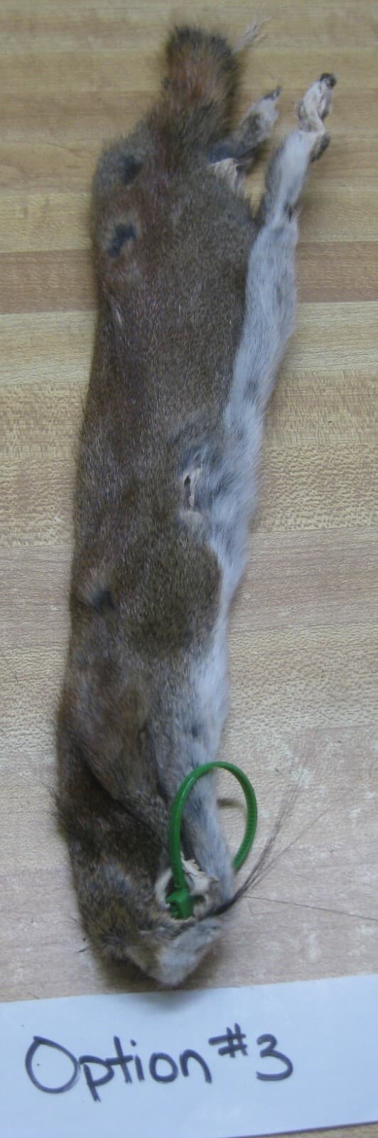 Canadian Red Squirrel Tanned Fur  - Craft - Green Tag 2