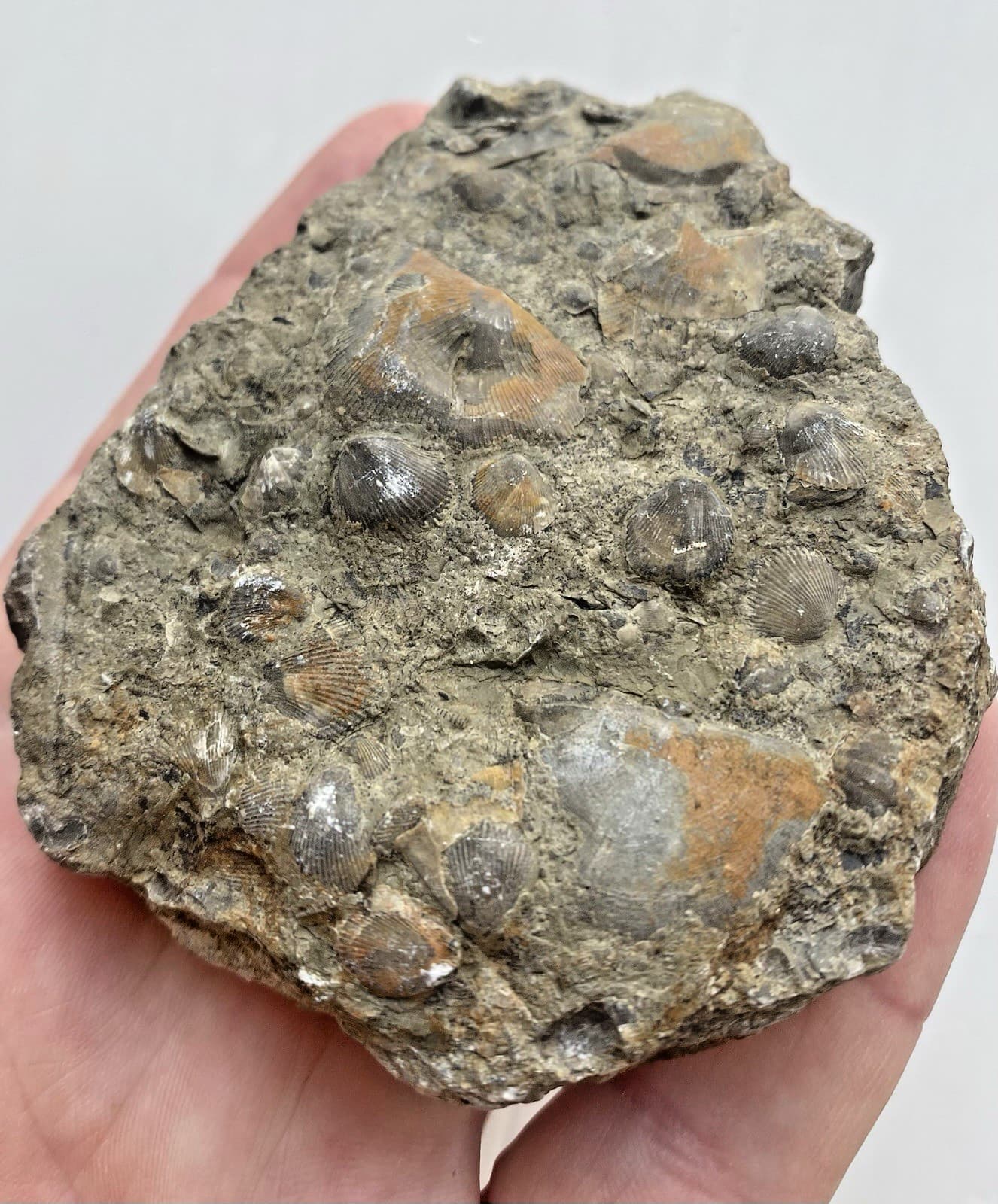 Rare Shell Fossils In Rock Sea Shell Fossil Complete Top And Bottom 167g. 3