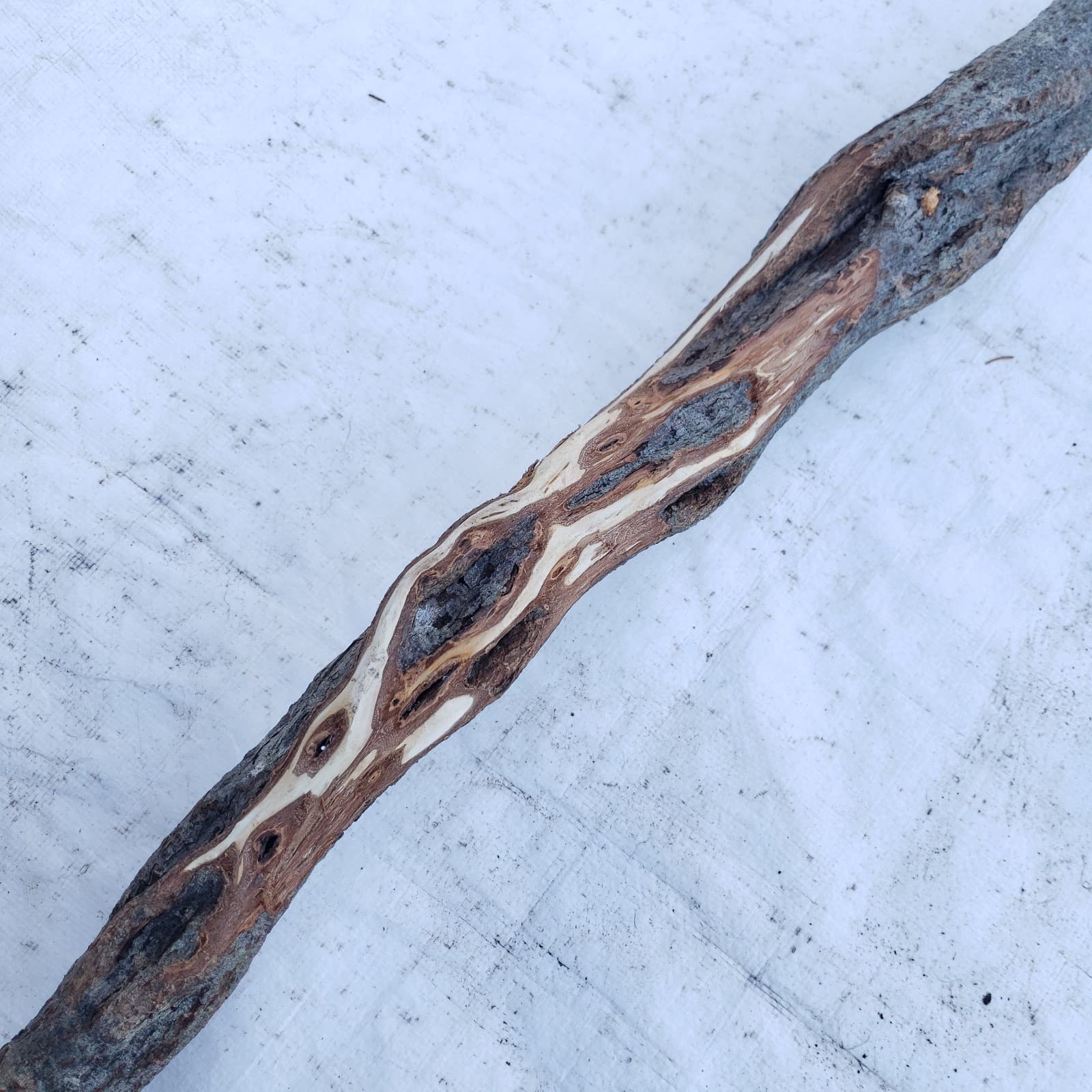 49" Diamond Willow Carving Wood Blank Walking Stick Trekking Staff 2