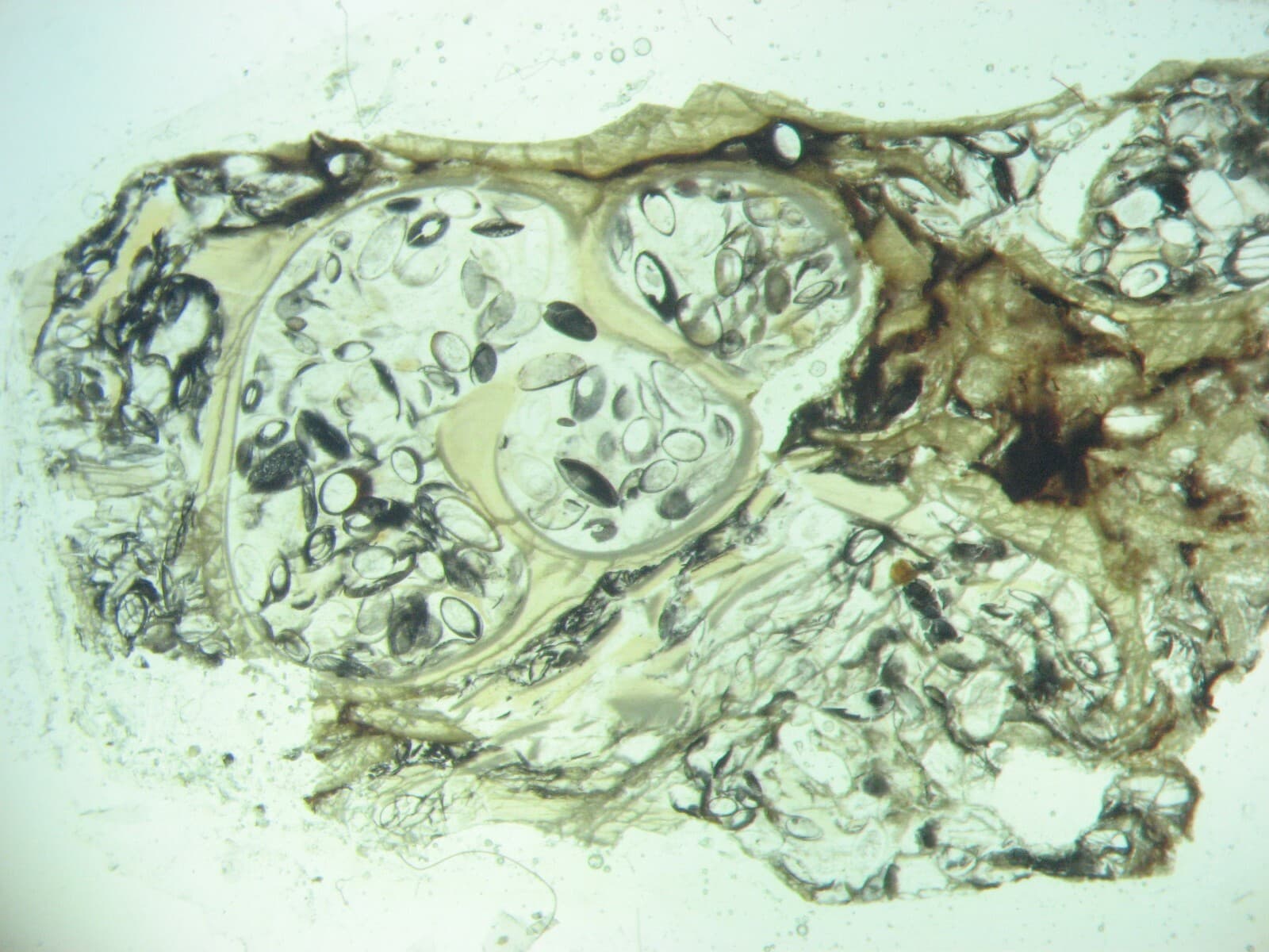 Geological Formation 25 Thin Section Slides Precambrian to Miocene Fossils Rocks 5